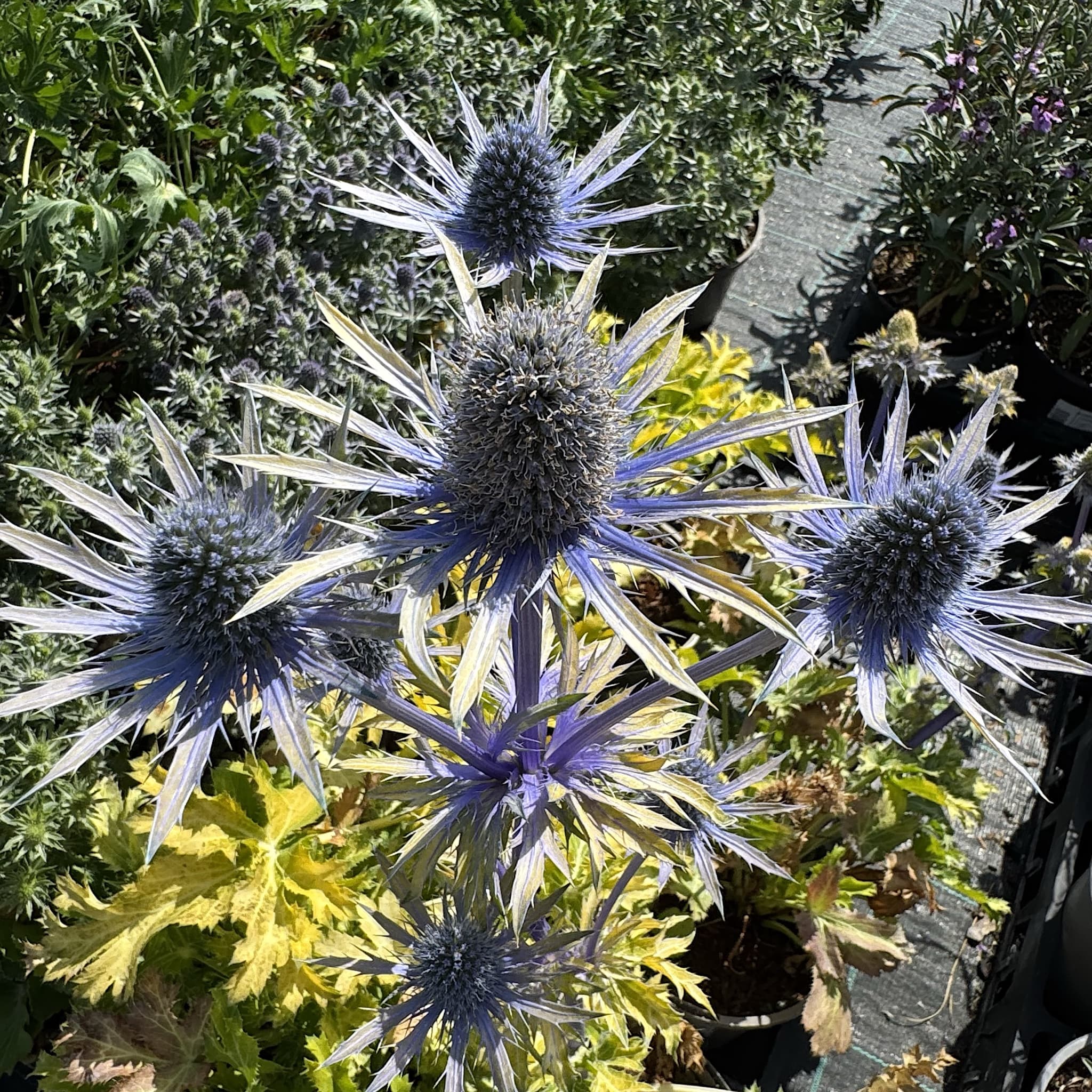 Eryngium 'Neptunes Gold’