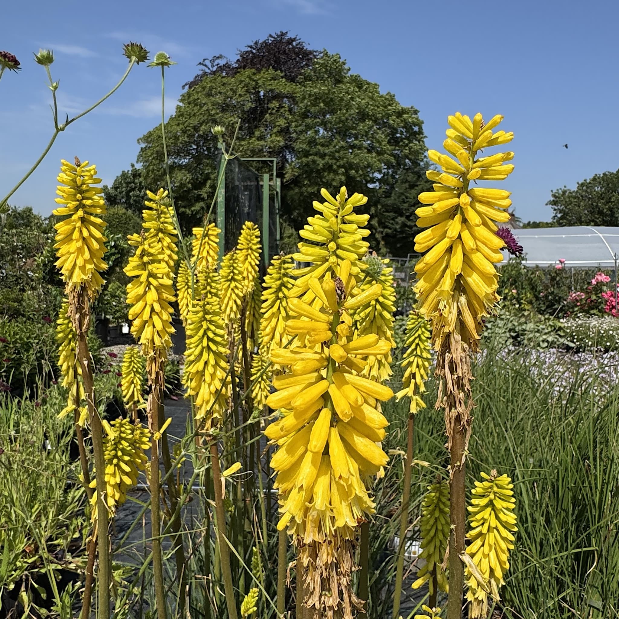 Kniphofia 'Lemon Popsicle'