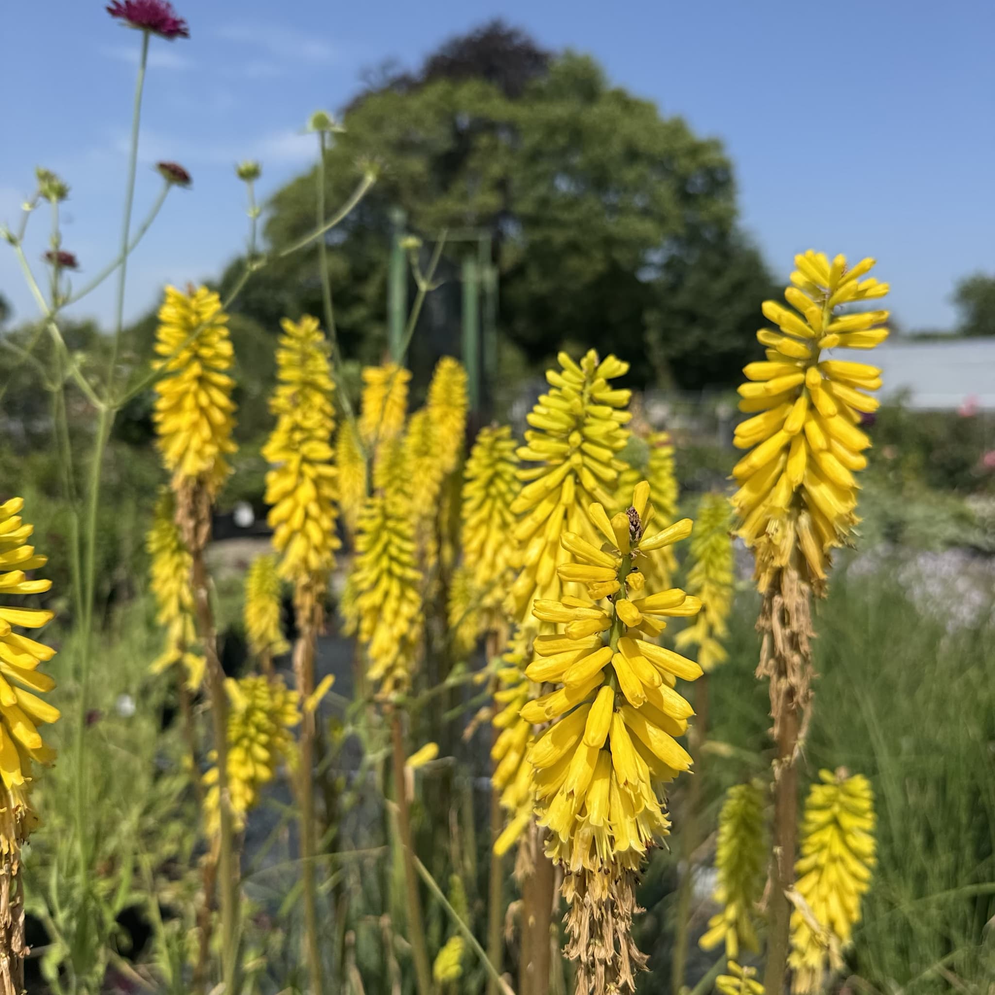 Kniphofia 'Lemon Popsicle'