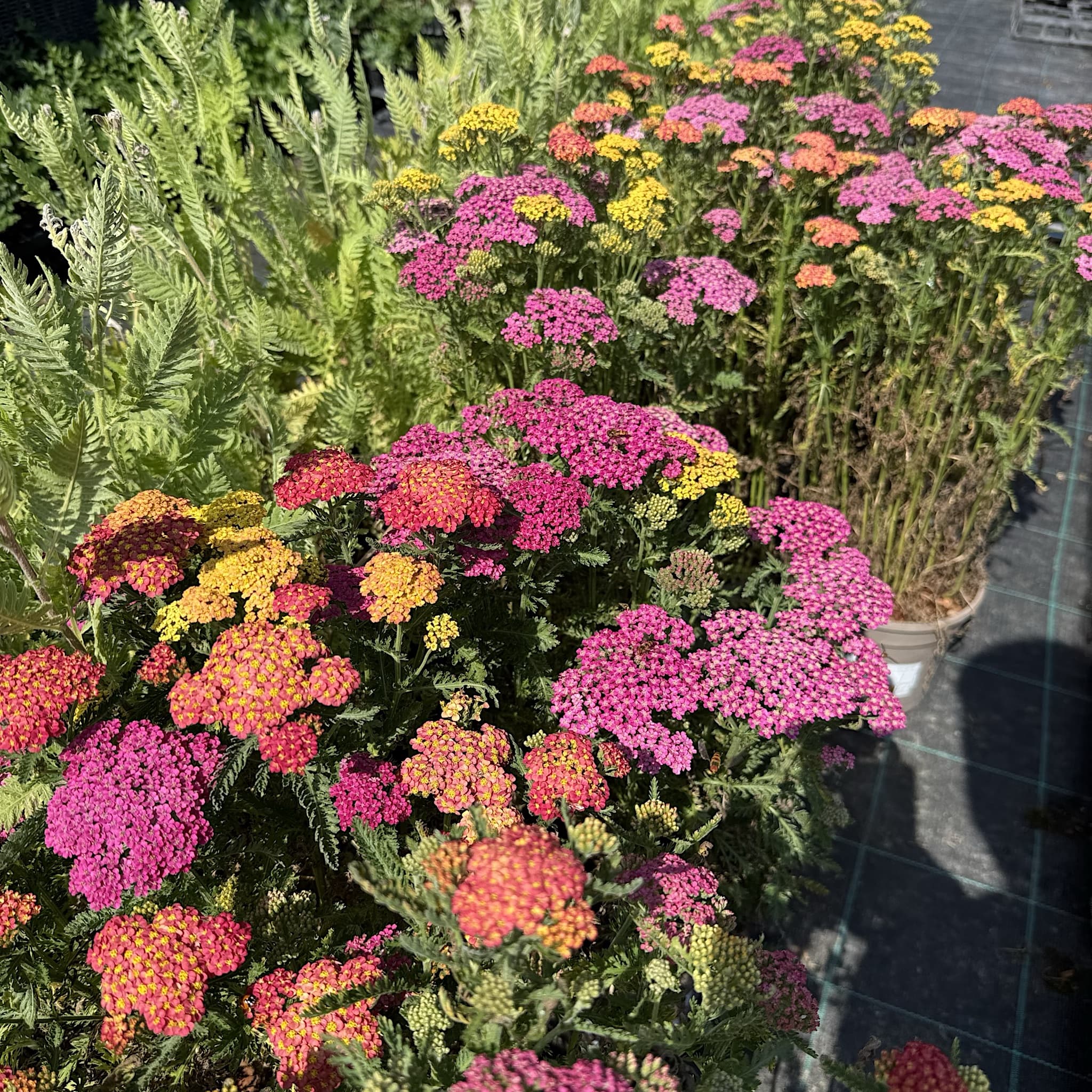 Achillea Milly Rock 'Dance With Me'