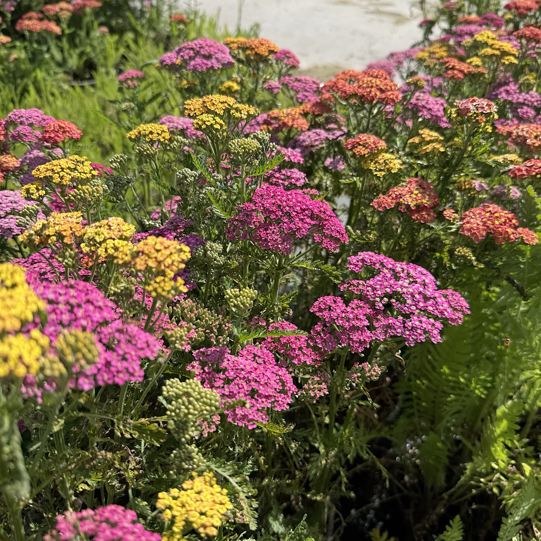 Achillea Milly Rock 'Dance With Me'