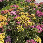 Achillea Milly Rock 'Dance With Me'
