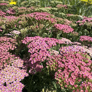 Achillea 'Milly Rock Pink'