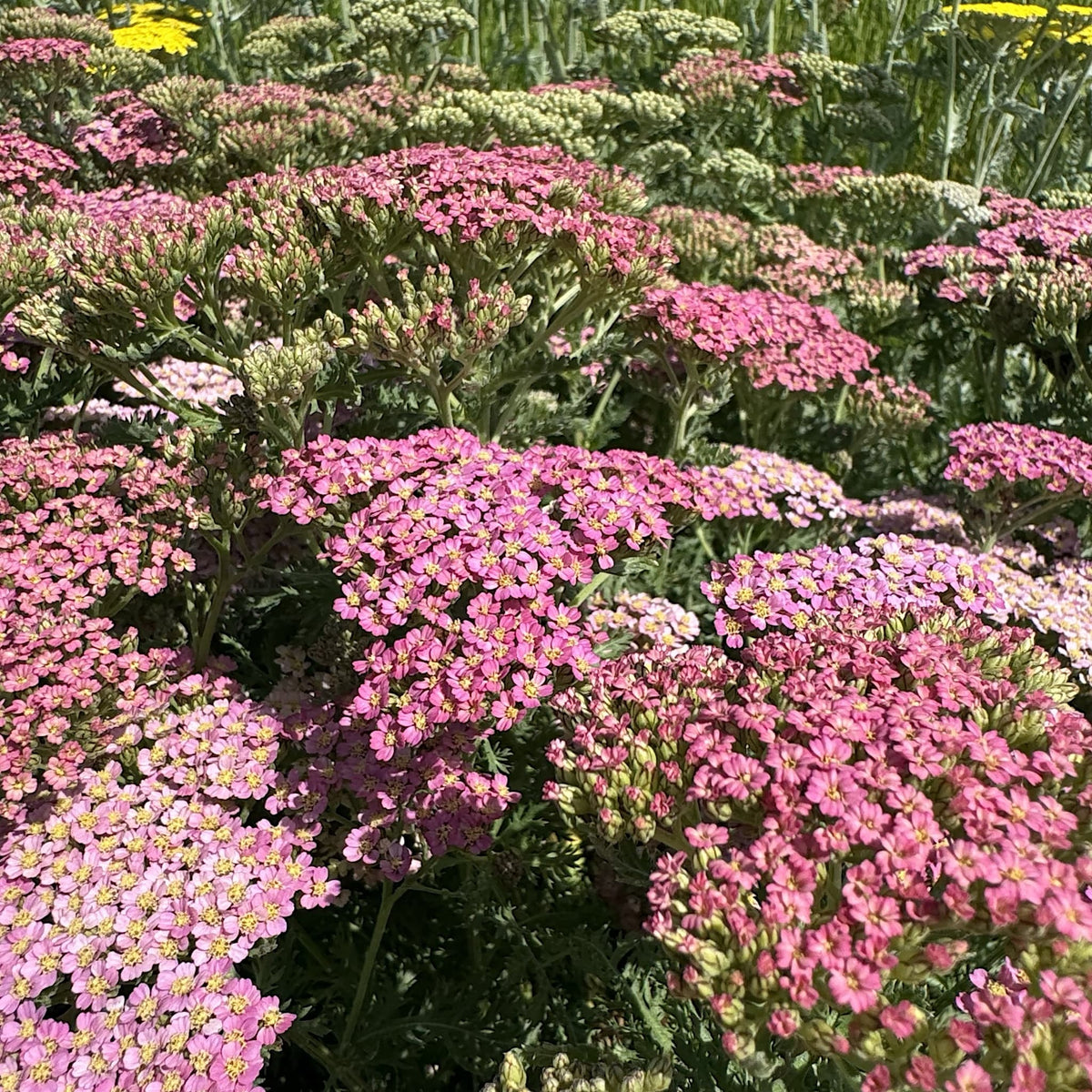 Achillea 'Milly Rock Pink'