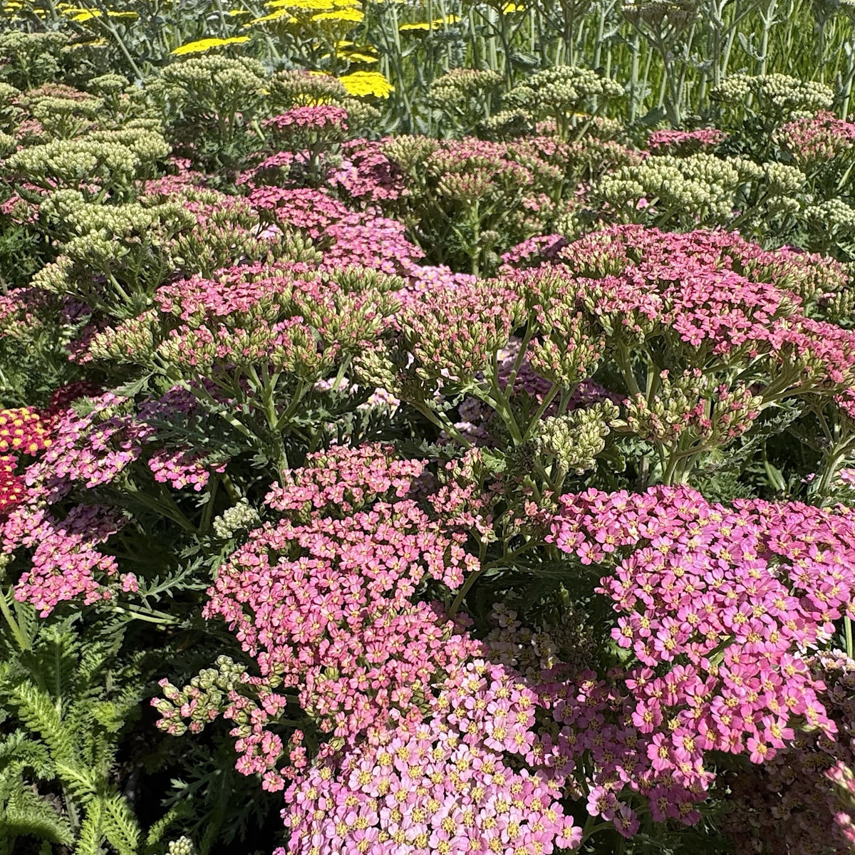 Achillea 'Milly Rock Pink'
