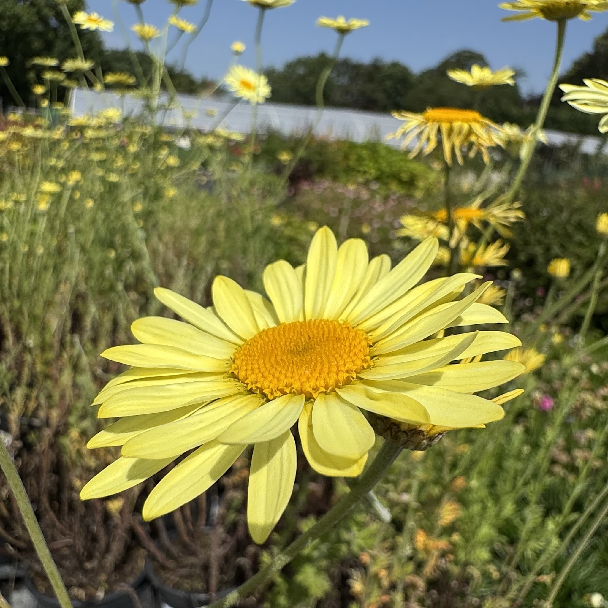 Anthemis tinctoria 'E.C. Buxton'