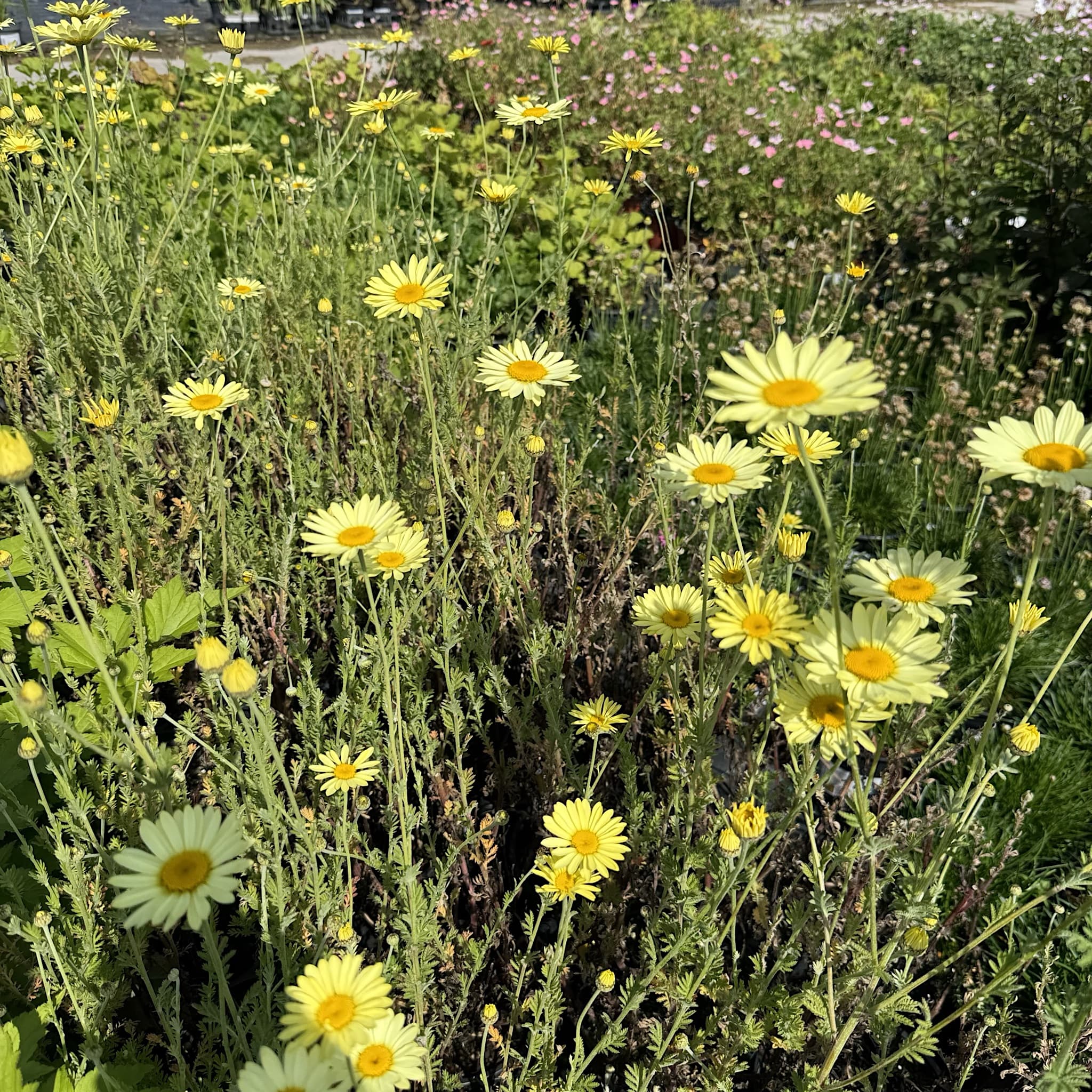 Anthemis tinctoria 'E.C. Buxton'