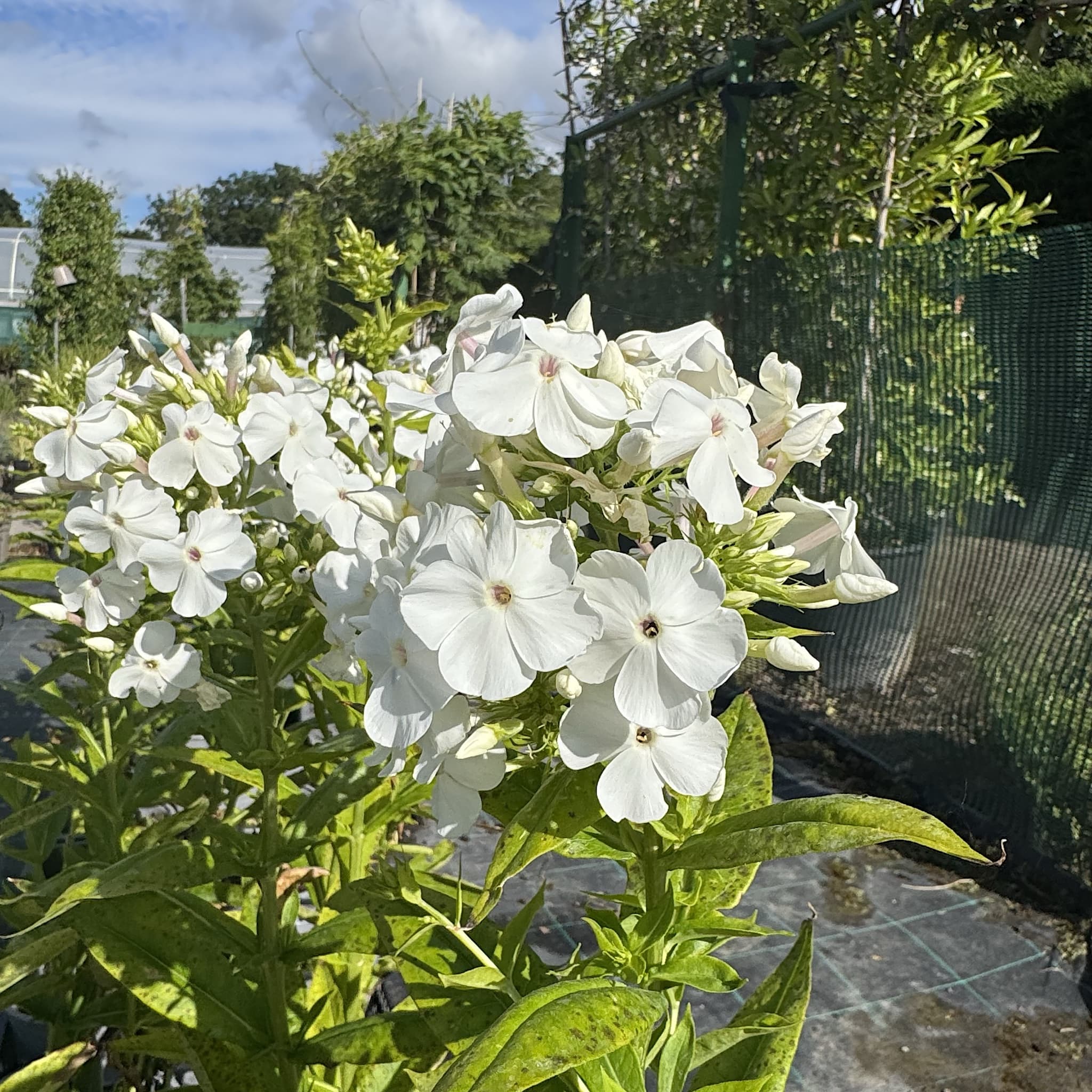 Phlox pan. 'David'