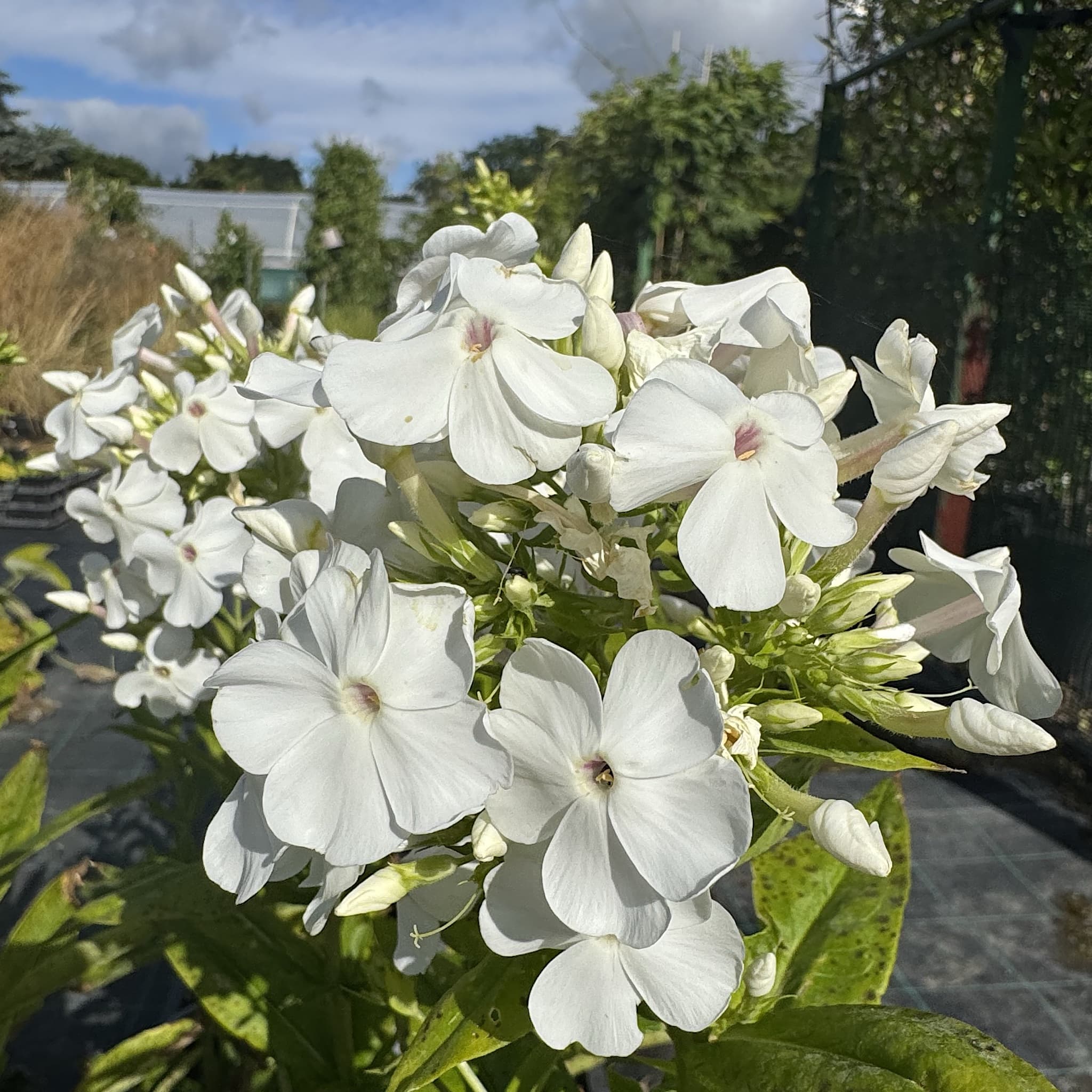 Phlox pan. 'David'