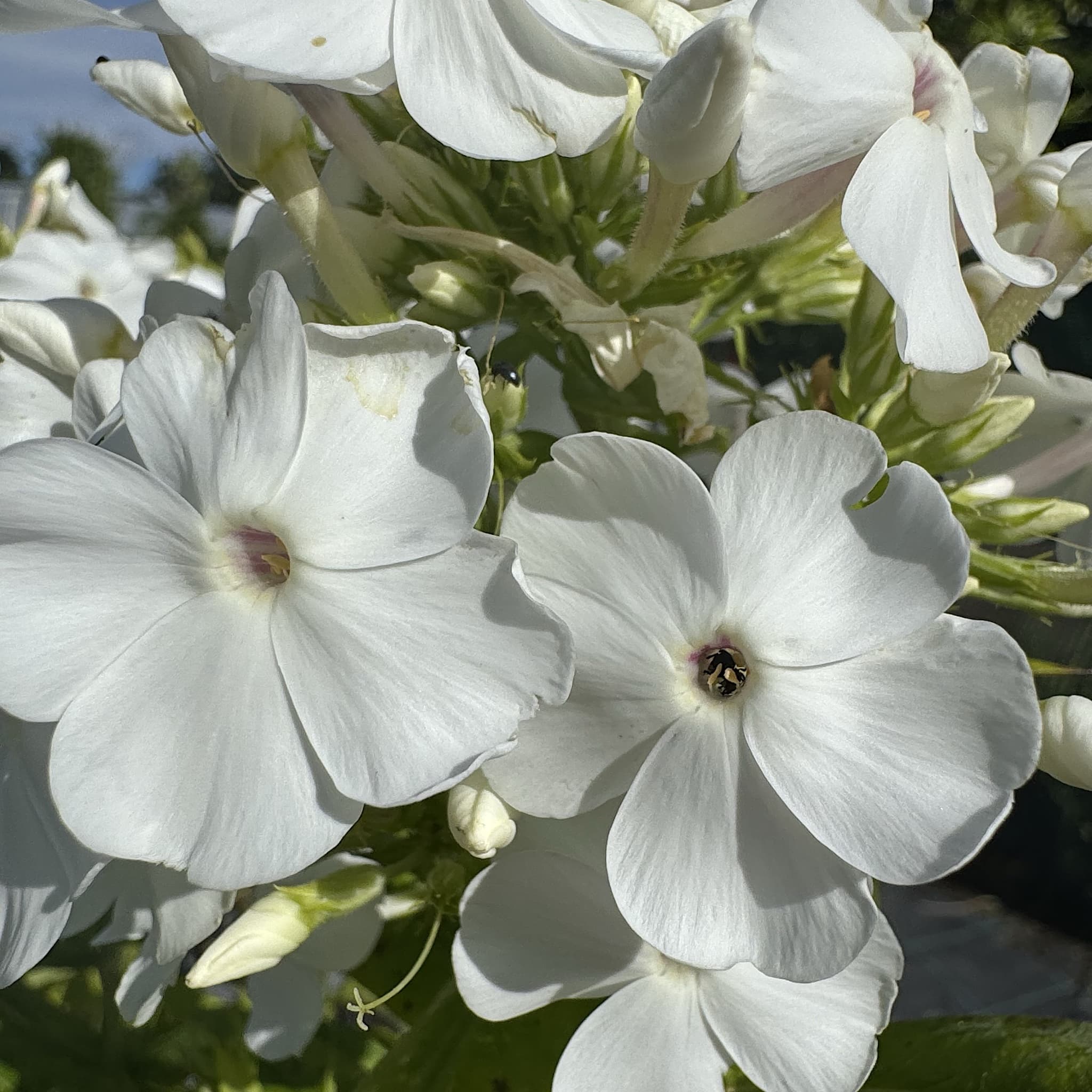 Phlox pan. 'David'