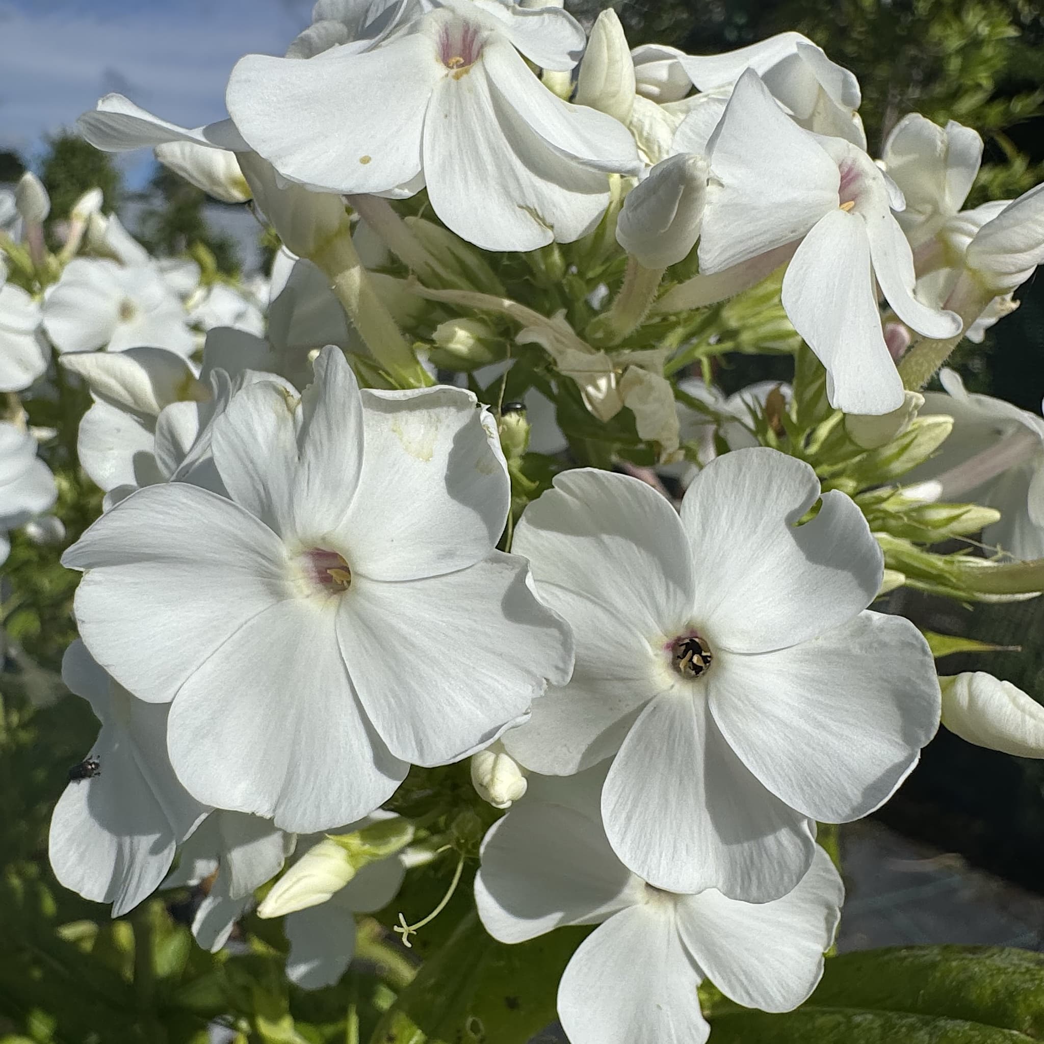 Phlox pan. 'David'