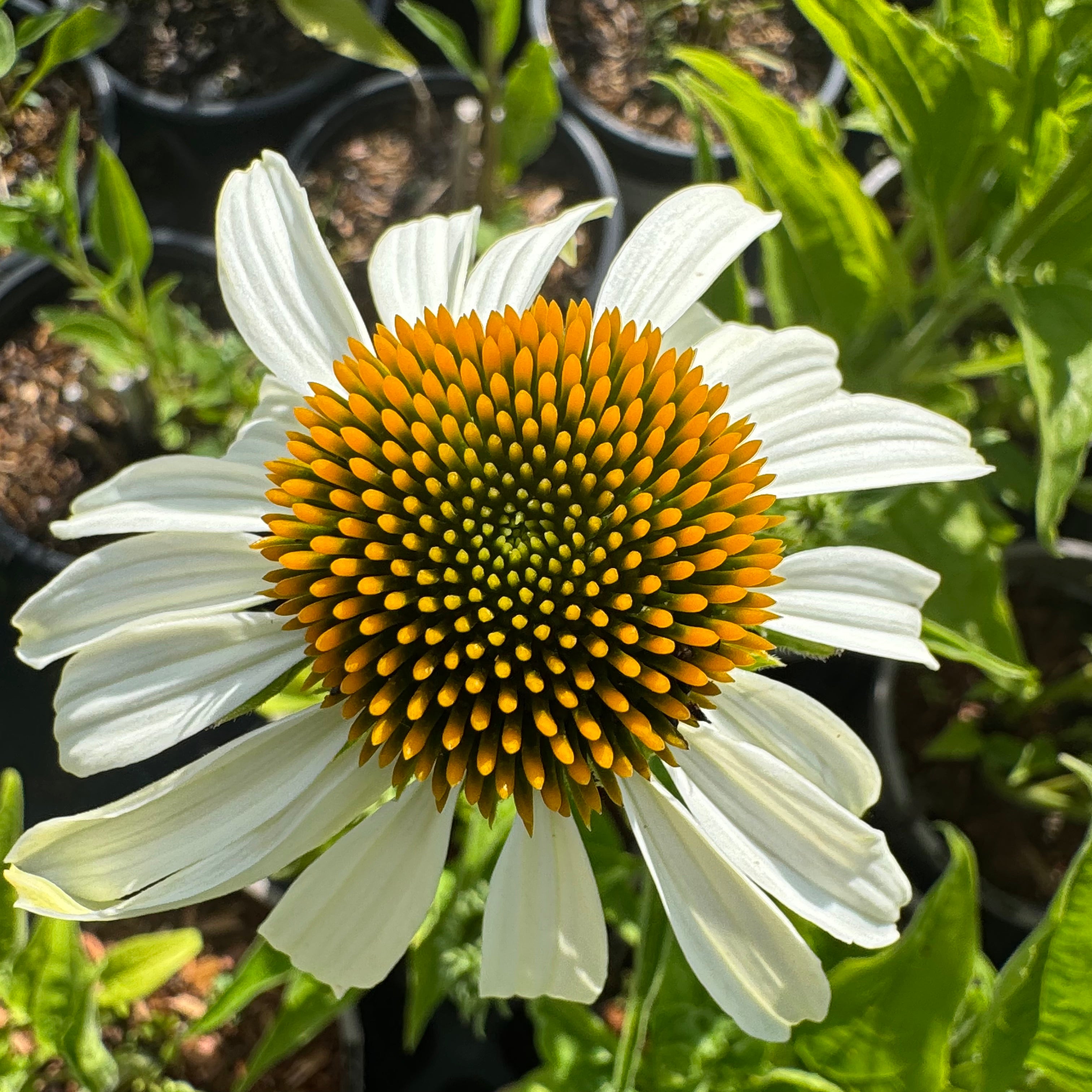 Echinacea purp. 'White Swan'