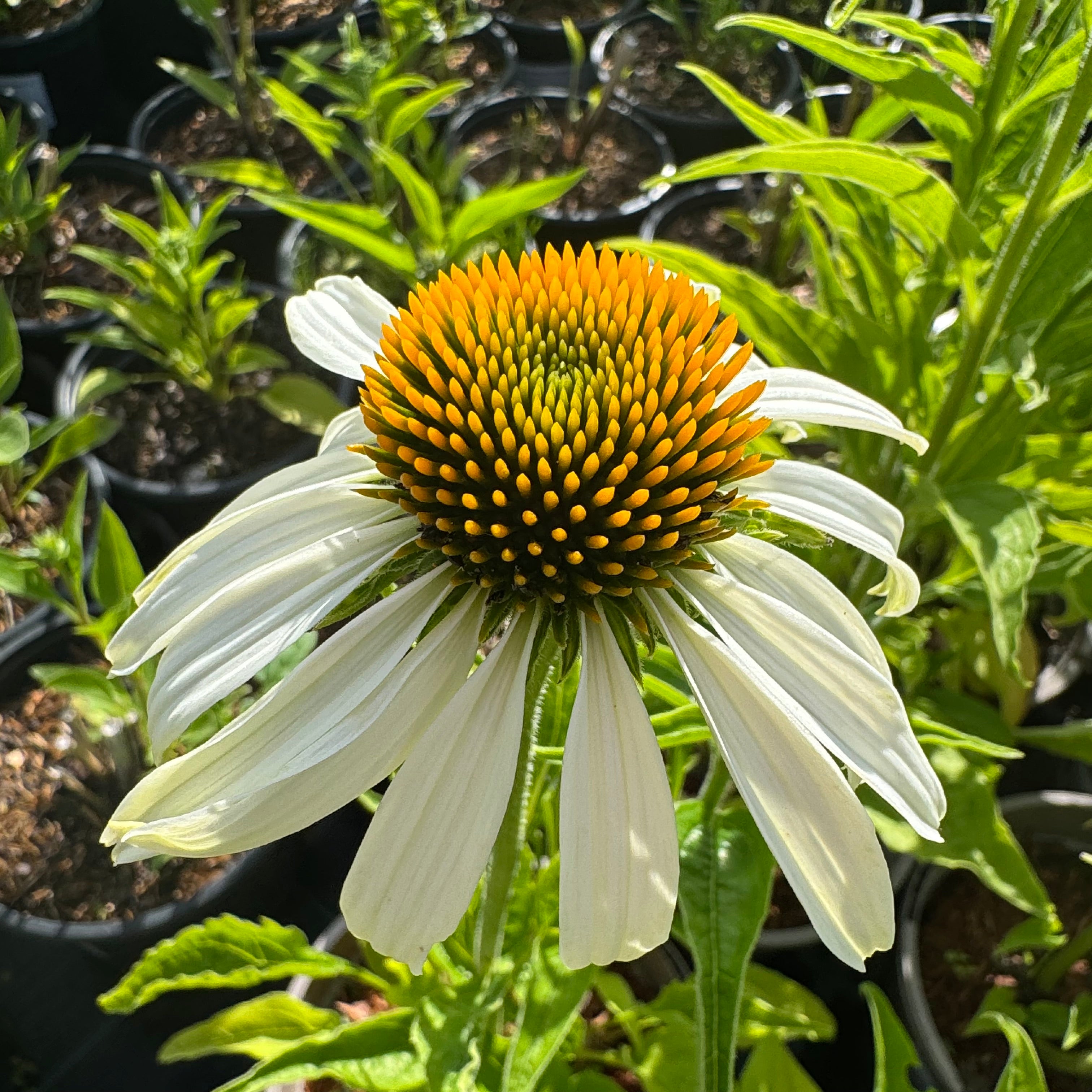 Echinacea purp. 'White Swan'