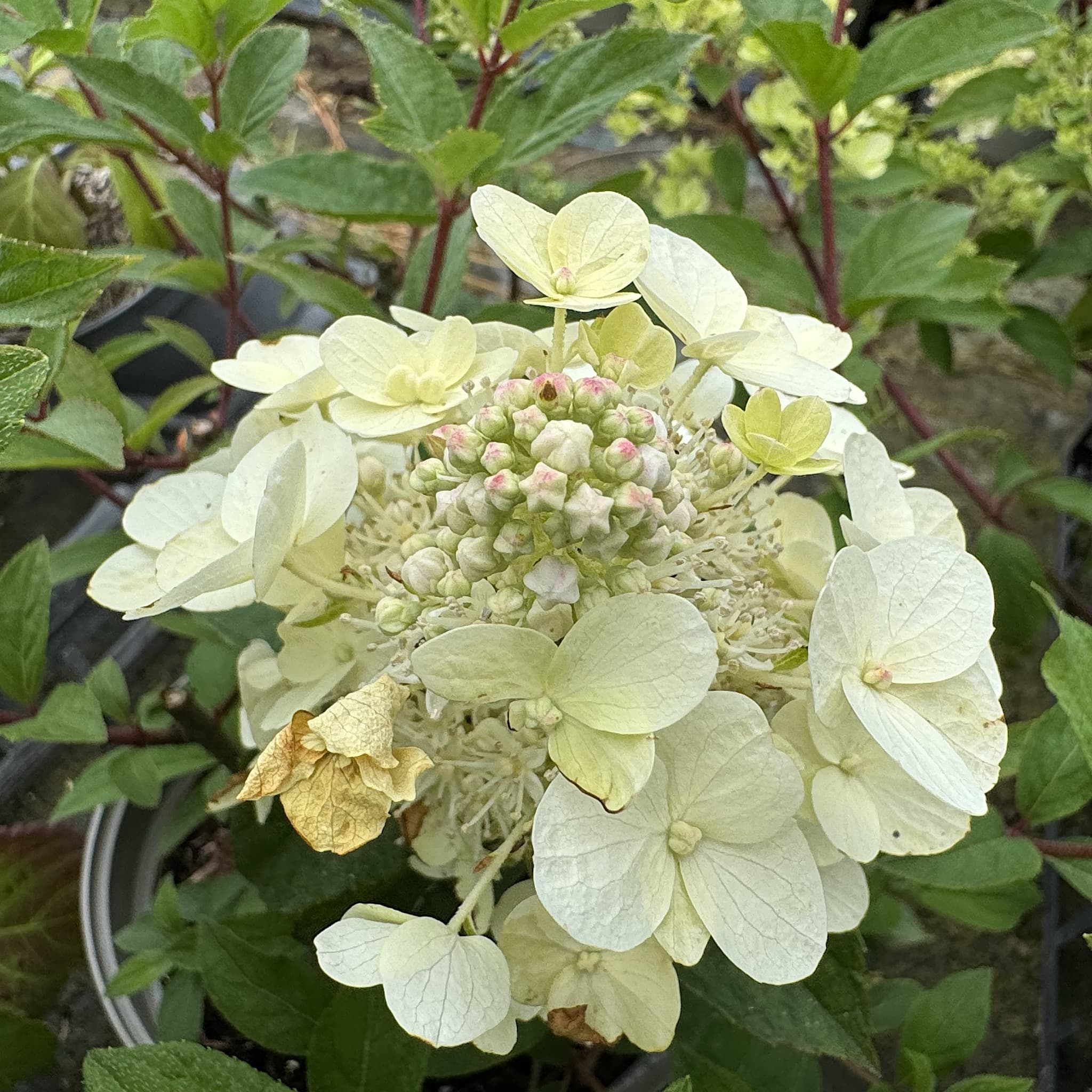 Hydrangea pan. 'Tardiva'