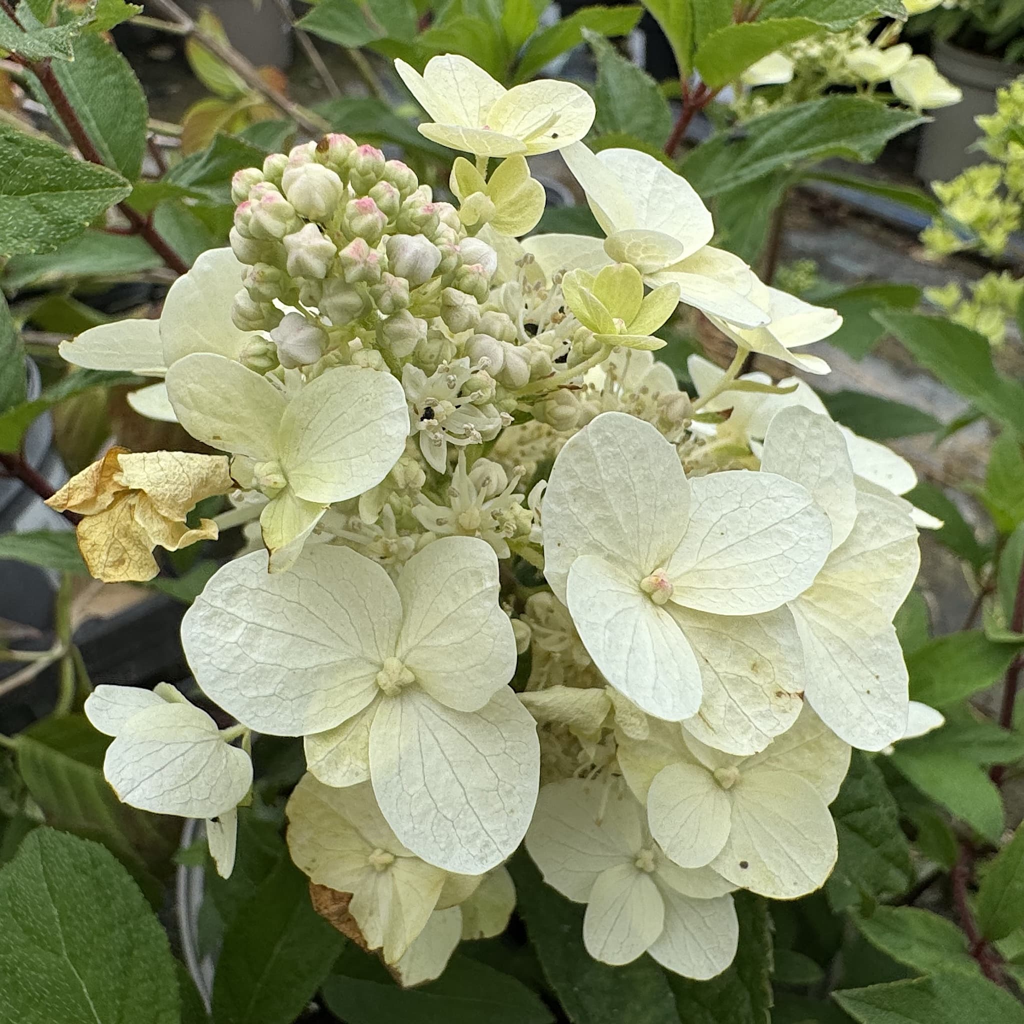 Hydrangea pan. 'Tardiva'