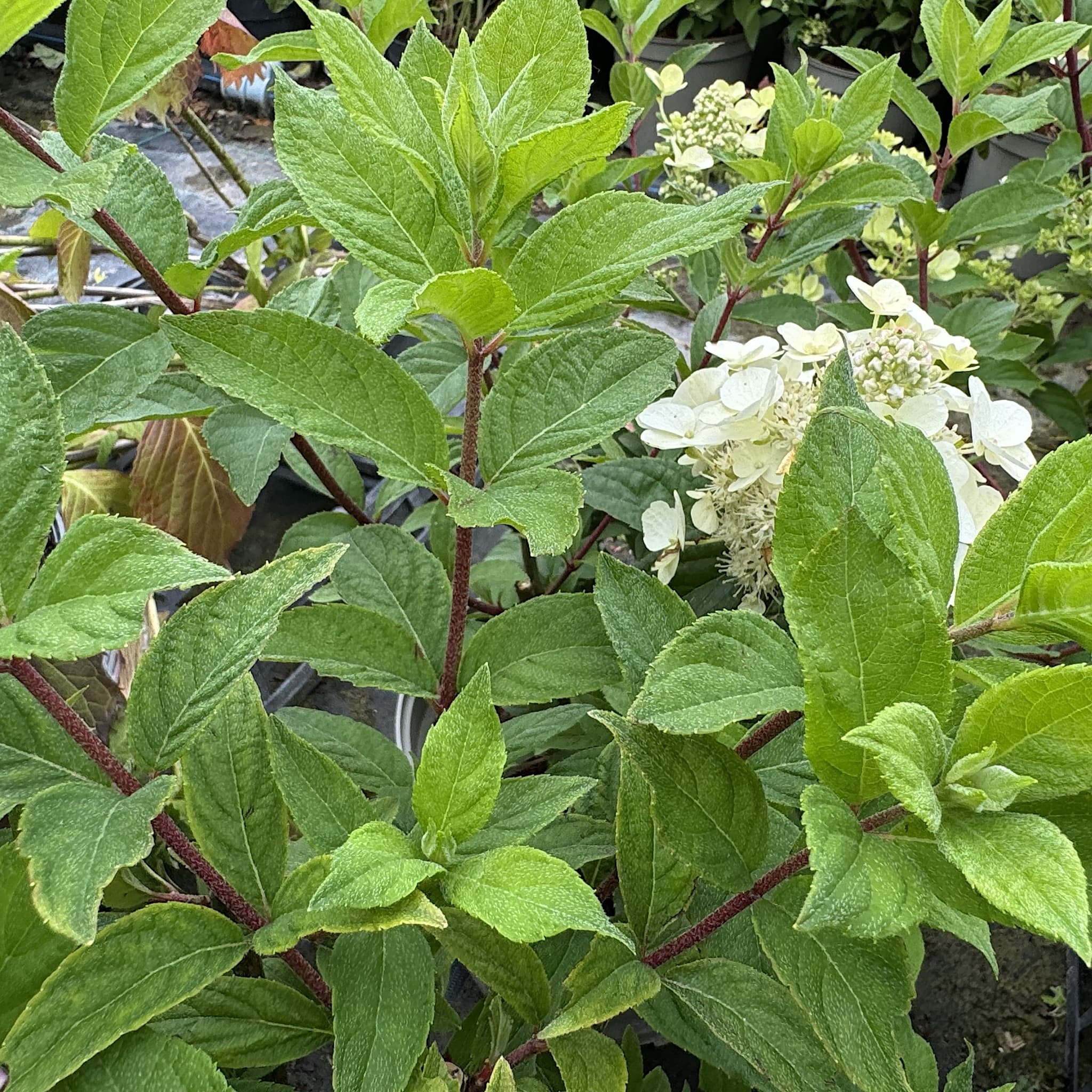Hydrangea pan. 'Tardiva'