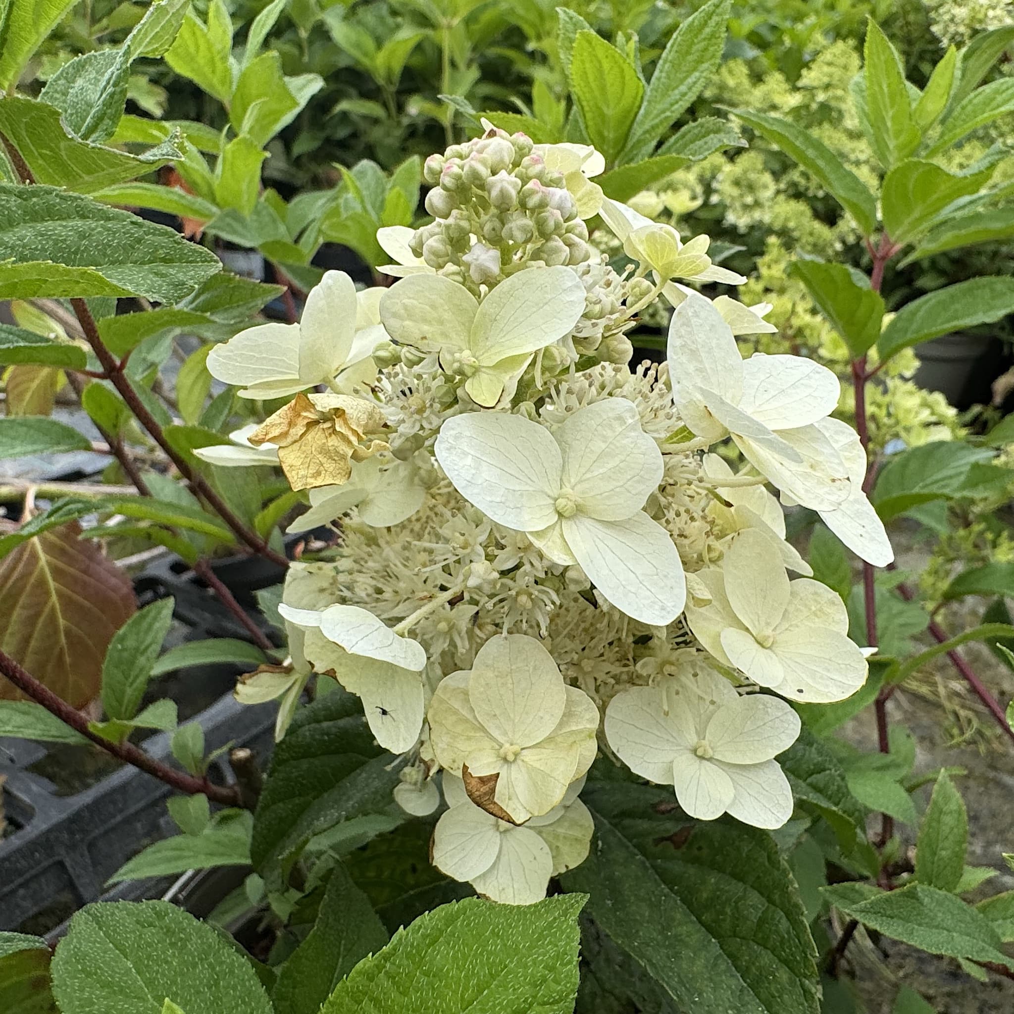 Hydrangea pan. 'Tardiva'