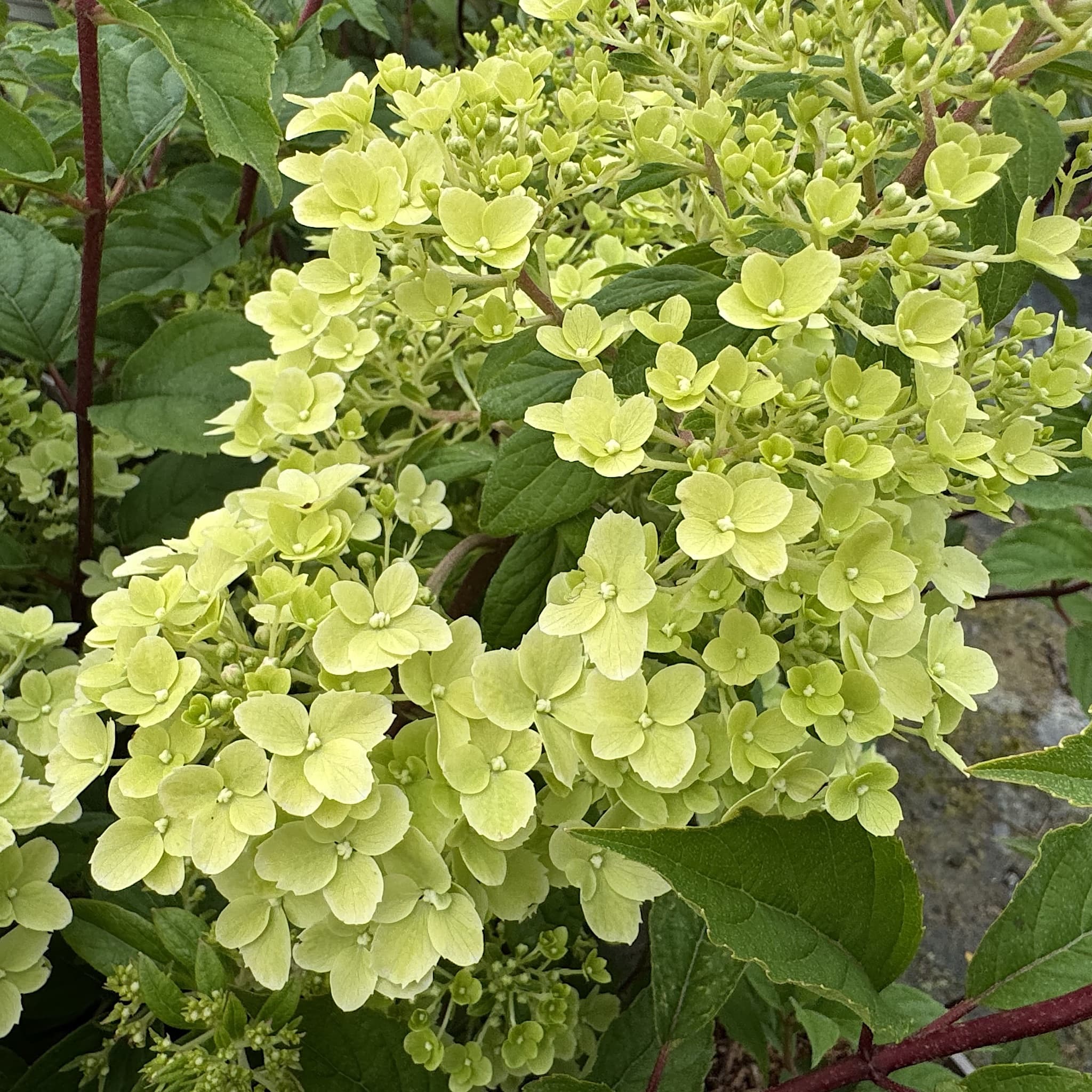 Hydrangea pan. 'Sundae Fraise'