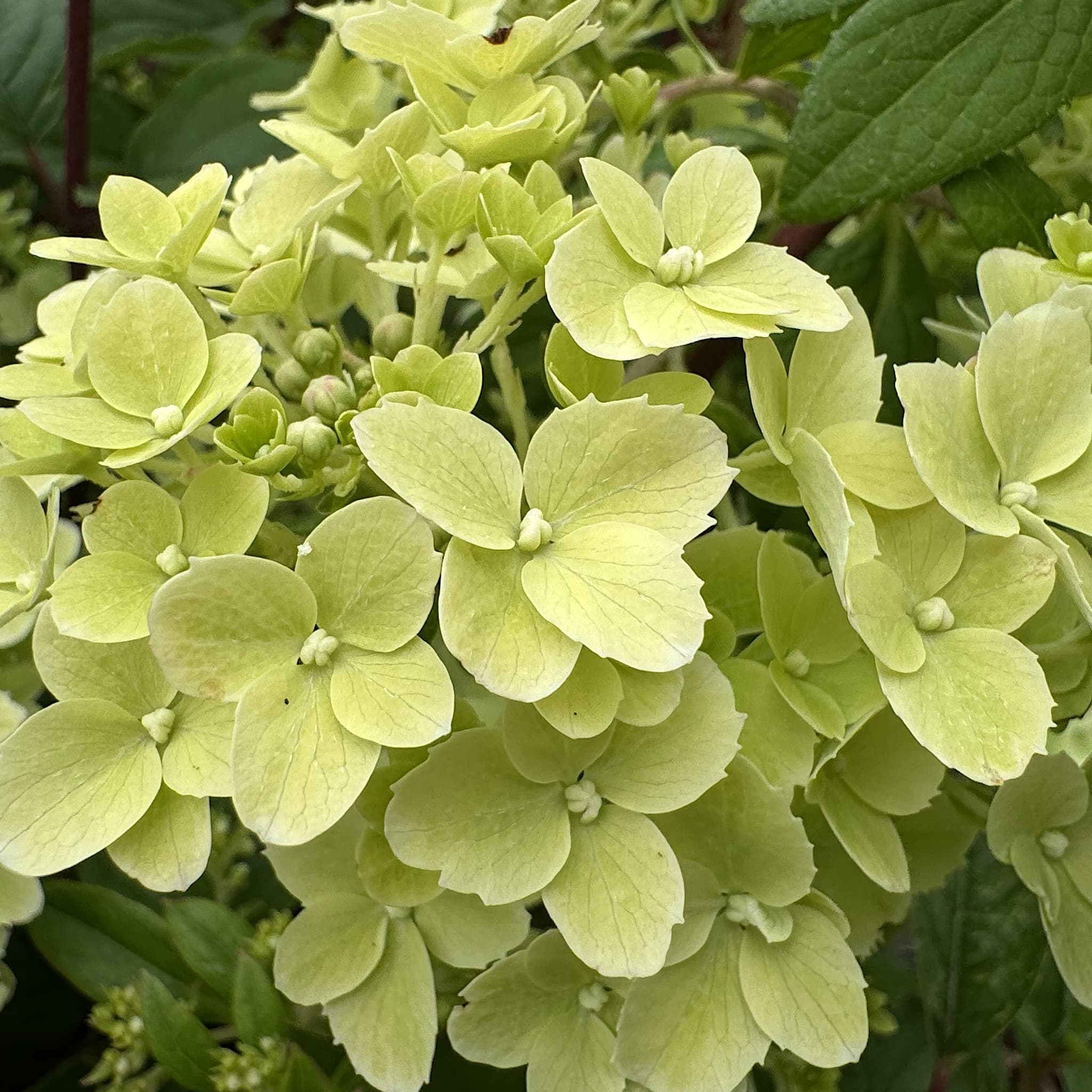 Hydrangea pan. 'Sundae Fraise'