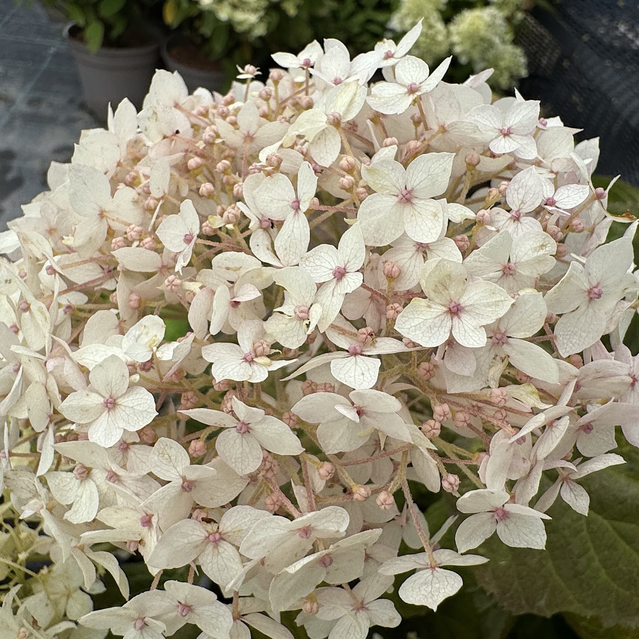 Hydrangea arbor. 'Strong Annabelle'