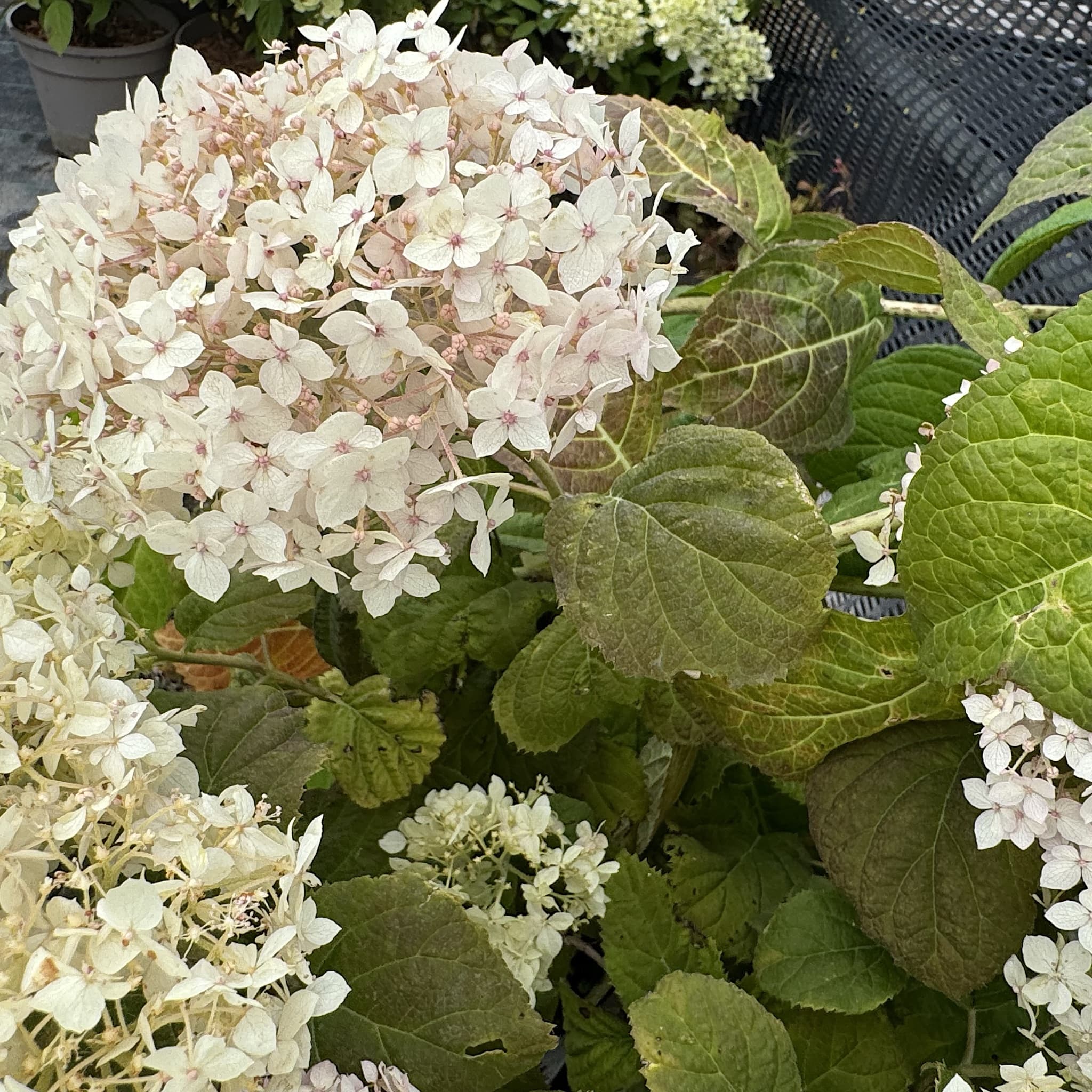 Hydrangea arbor. 'Strong Annabelle'