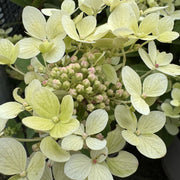 Hydrangea pan. 'Pastel Green'
