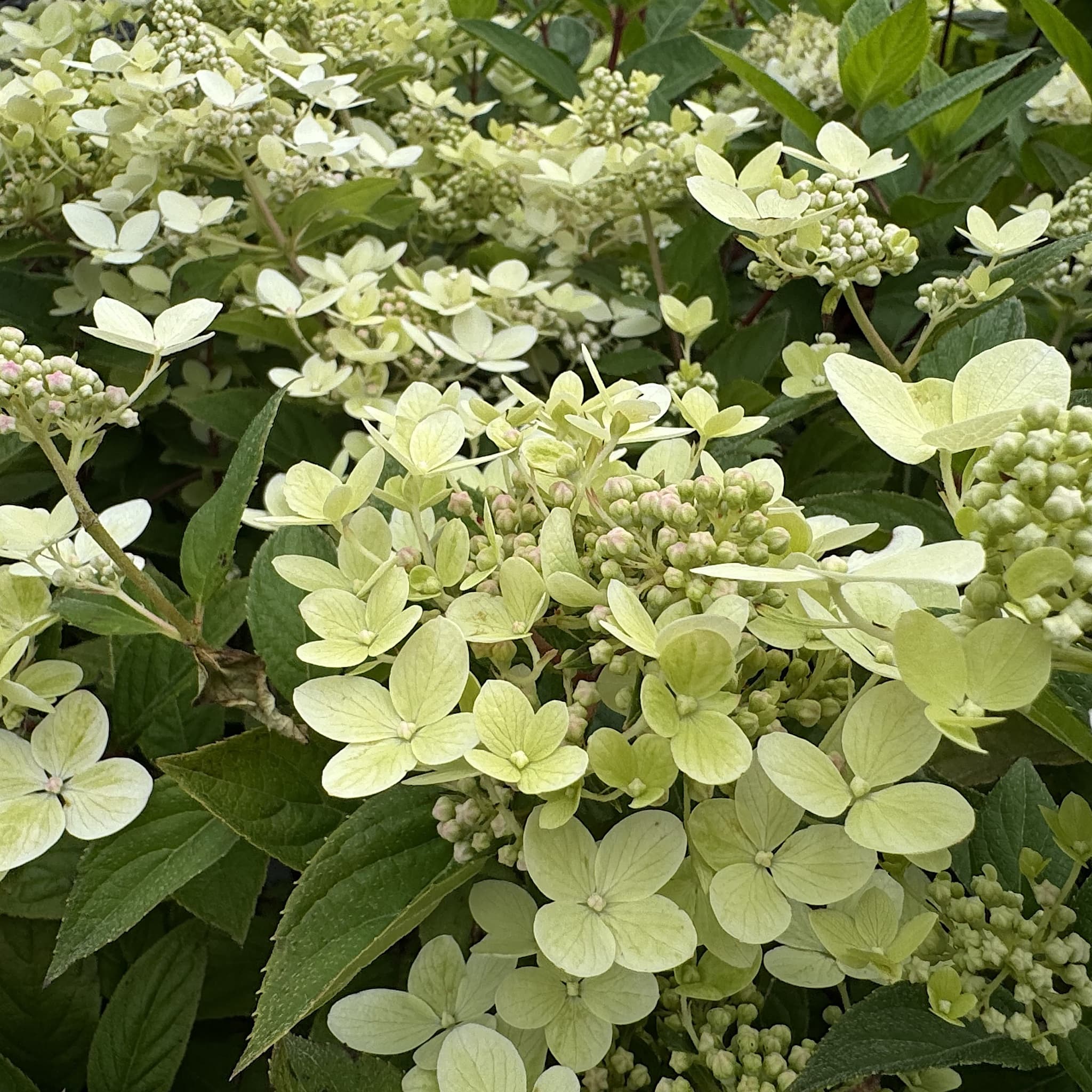 Hydrangea pan. 'Pastel Green'