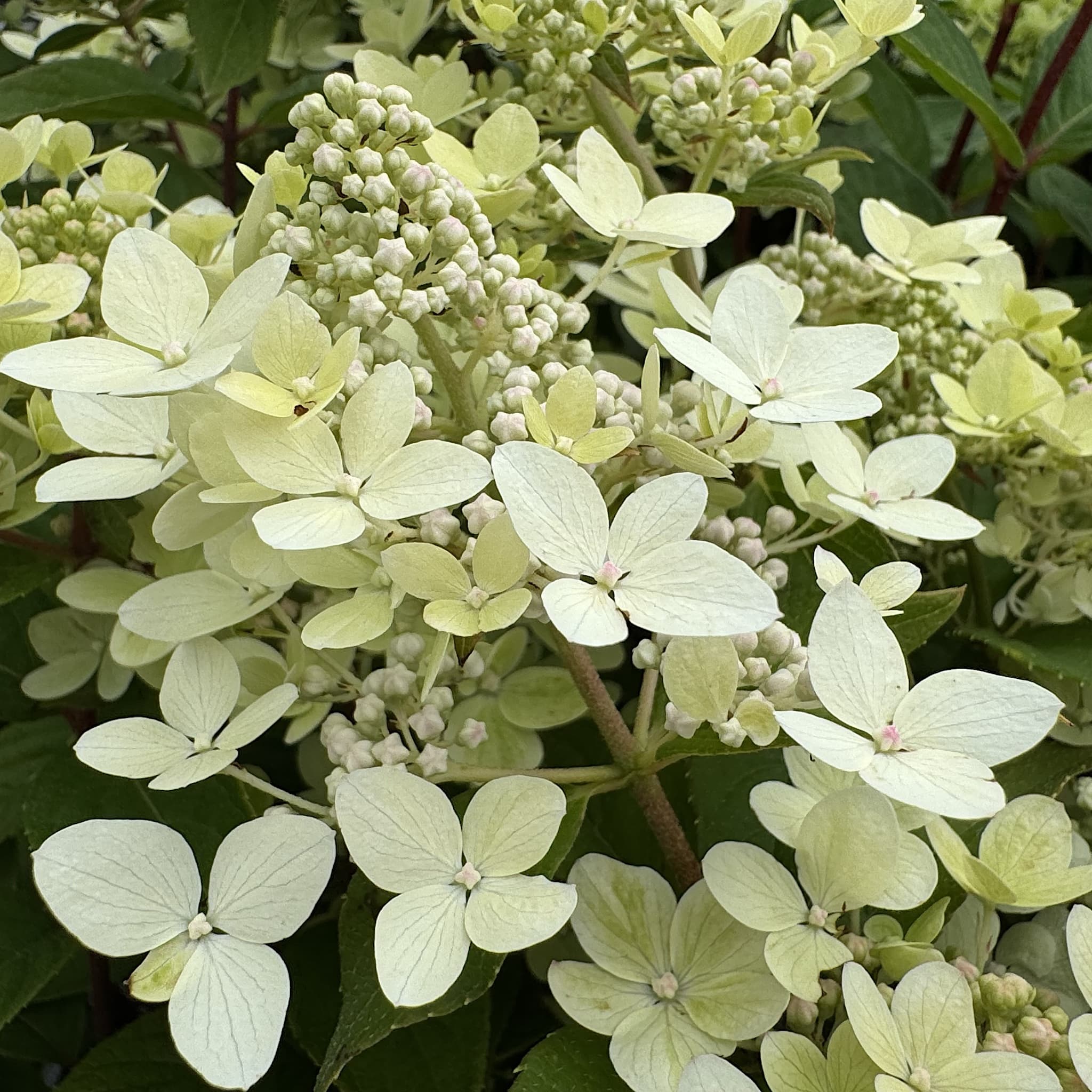 Hydrangea pan. 'Pastel Green'
