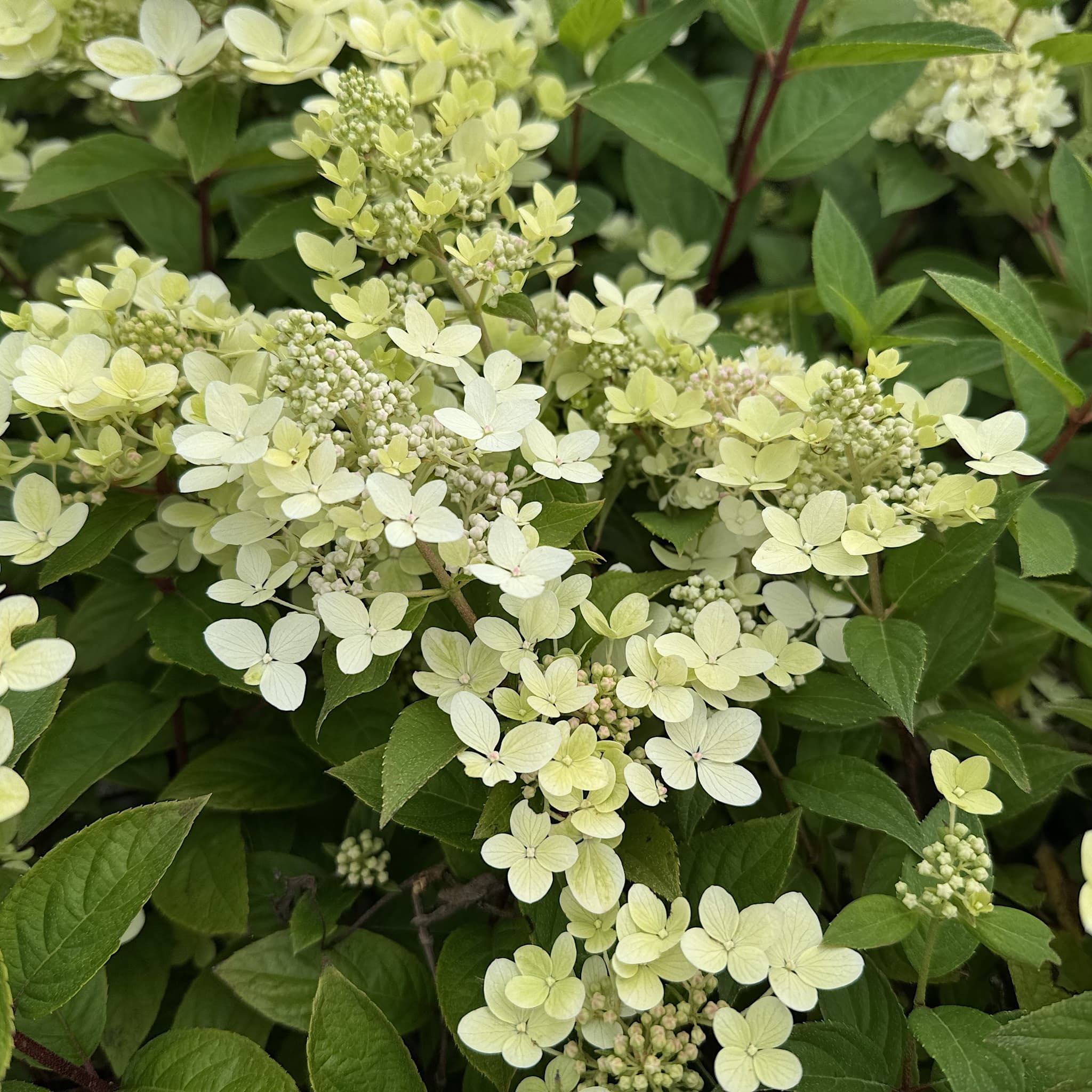 Hydrangea pan. 'Pastel Green'