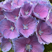 Hydrangea macr. ‘Nikko Blue’