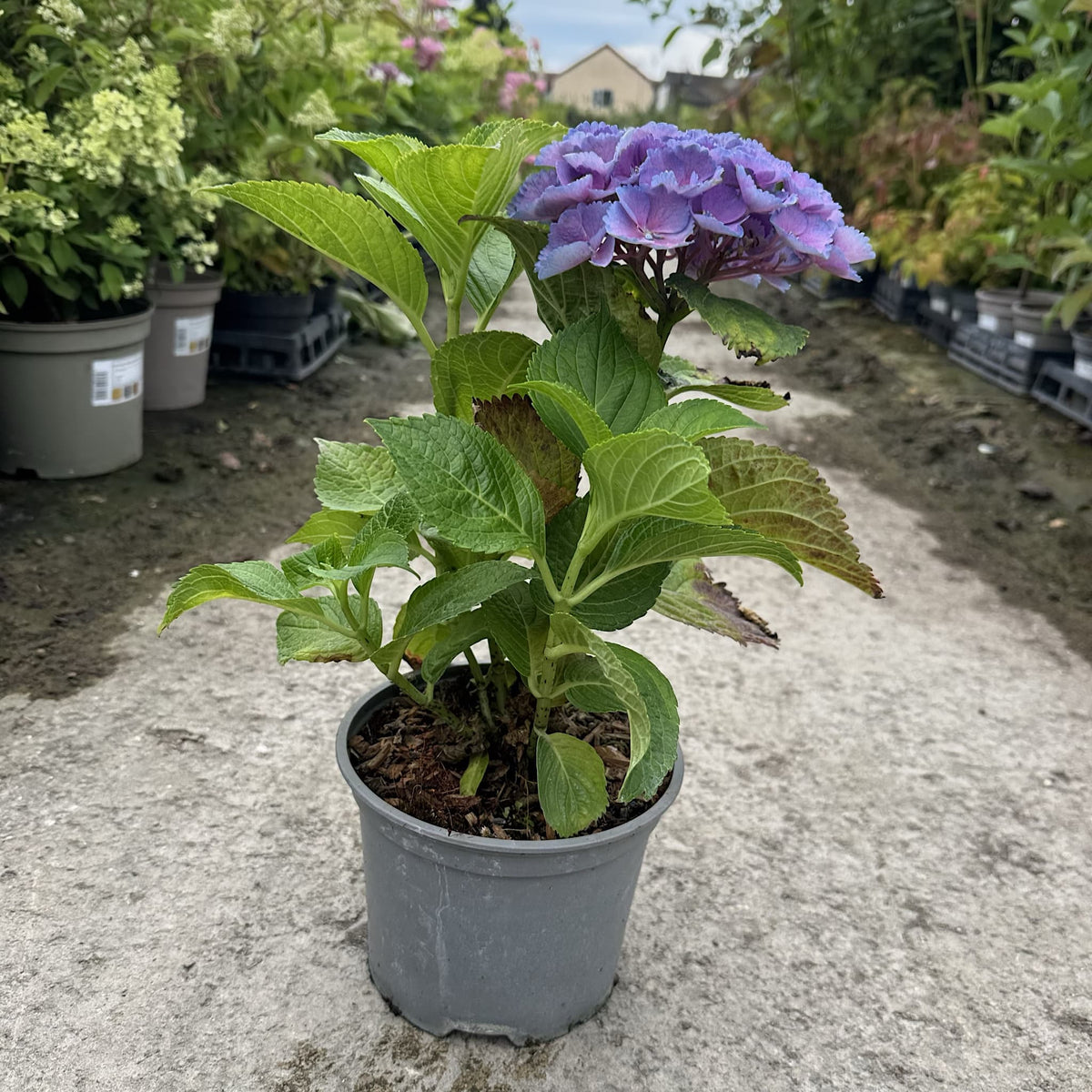 Hydrangea macr. ‘Nikko Blue’