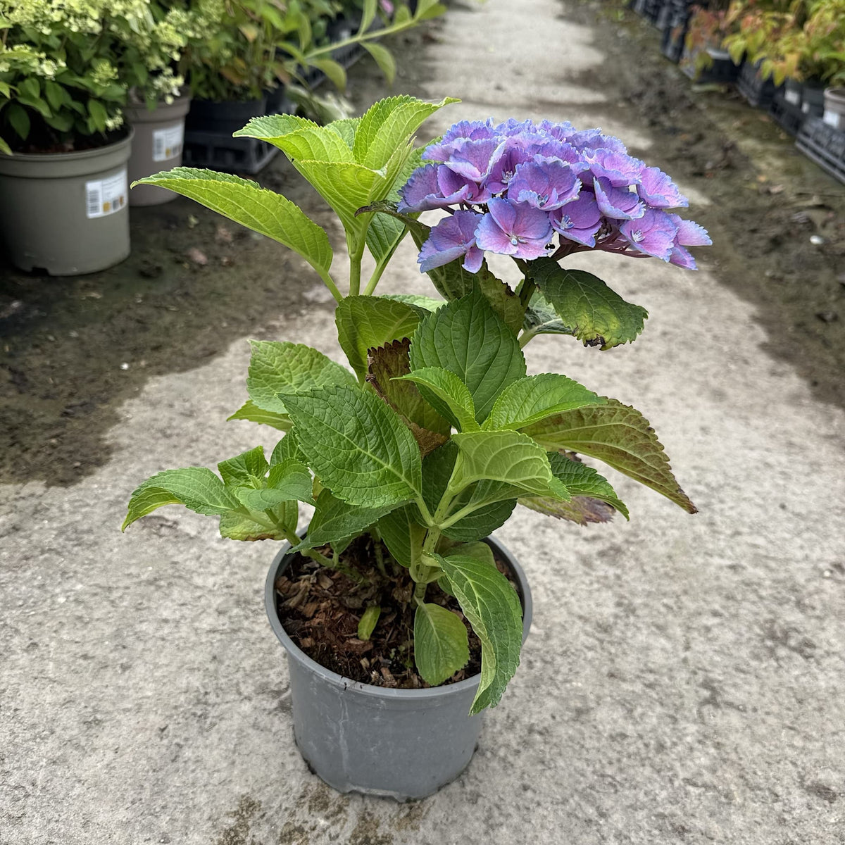 Hydrangea macr. ‘Nikko Blue’