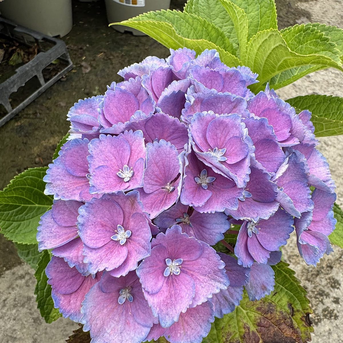 Hydrangea macr. ‘Nikko Blue’