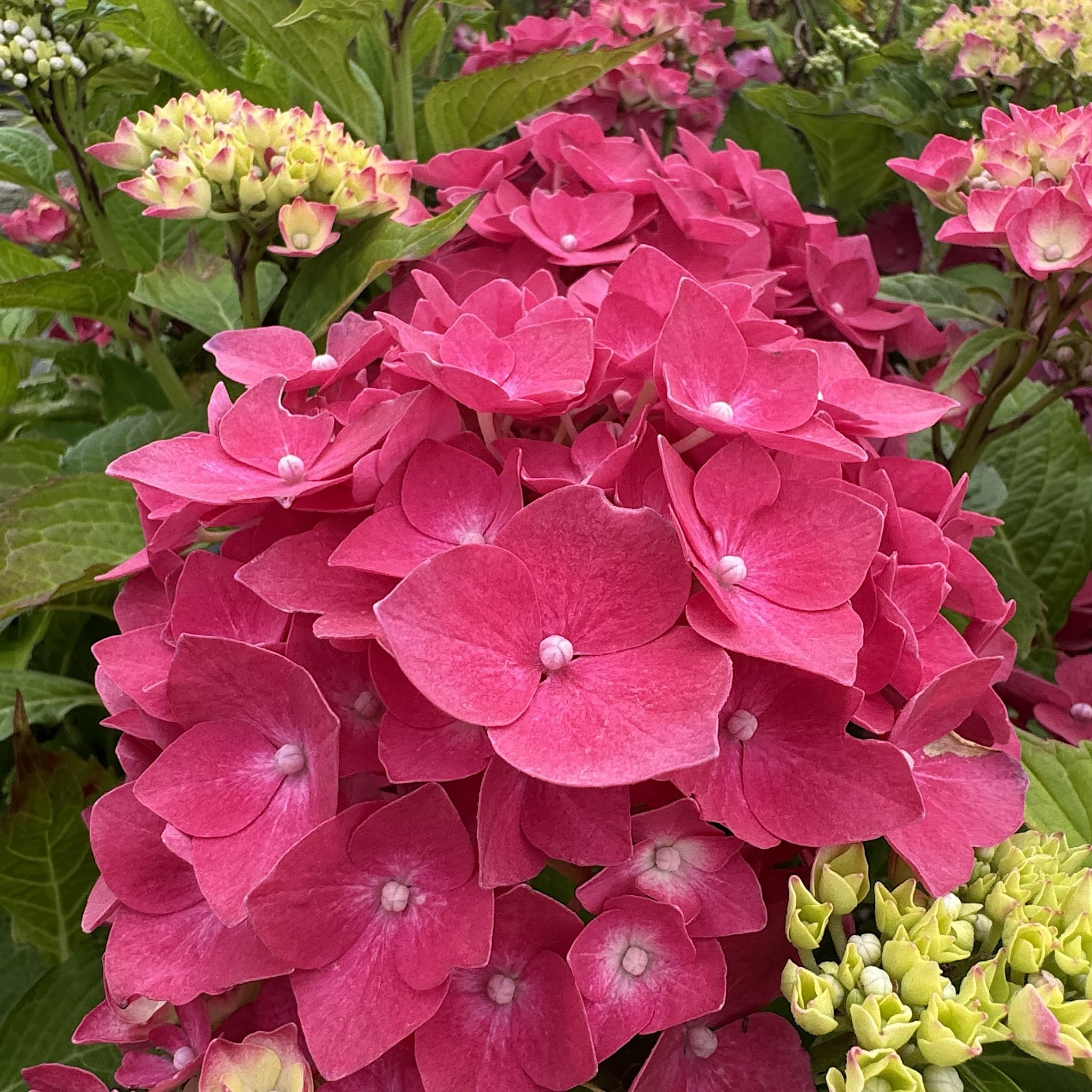 Hydrangea macr. 'Masja'