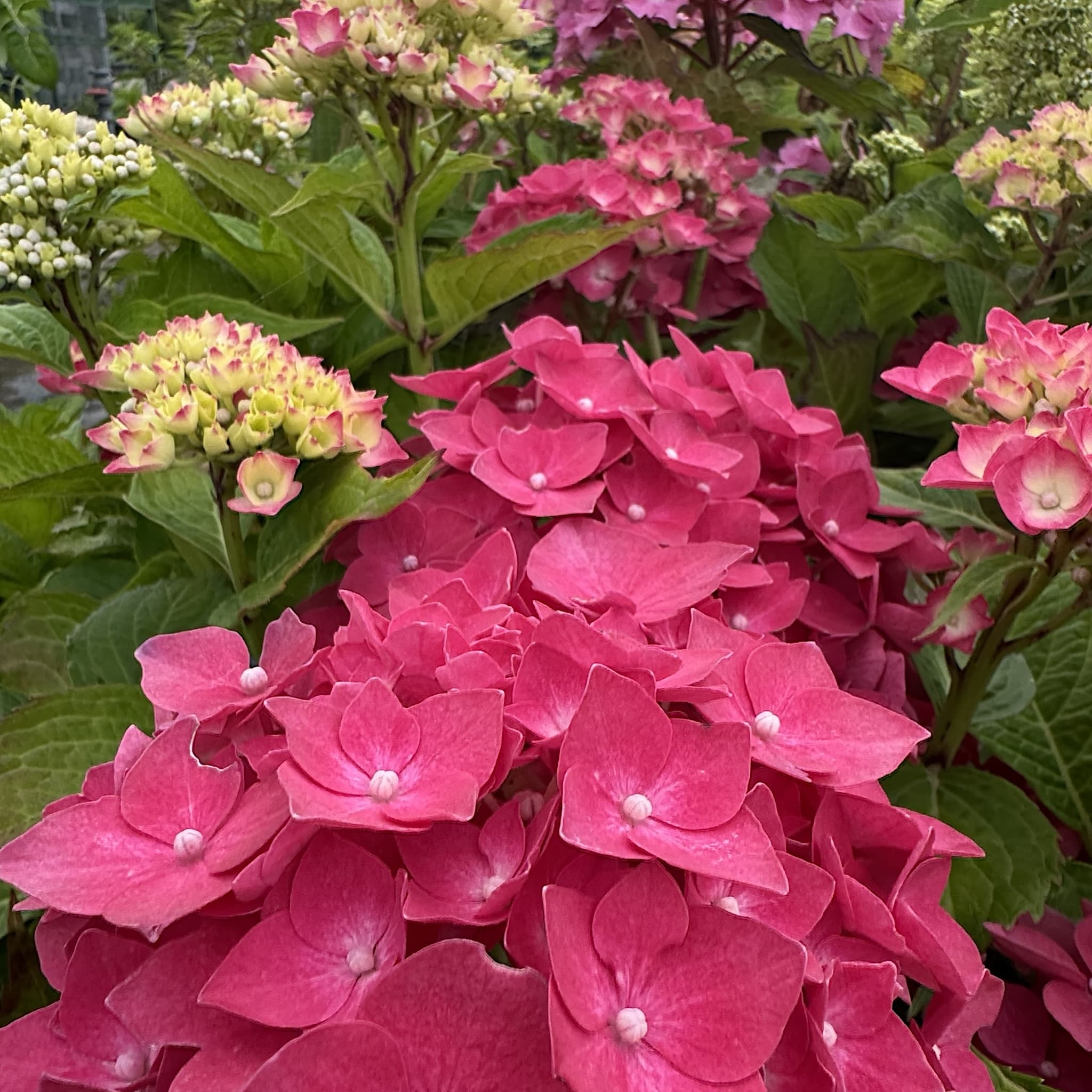 Hydrangea macr. 'Masja'