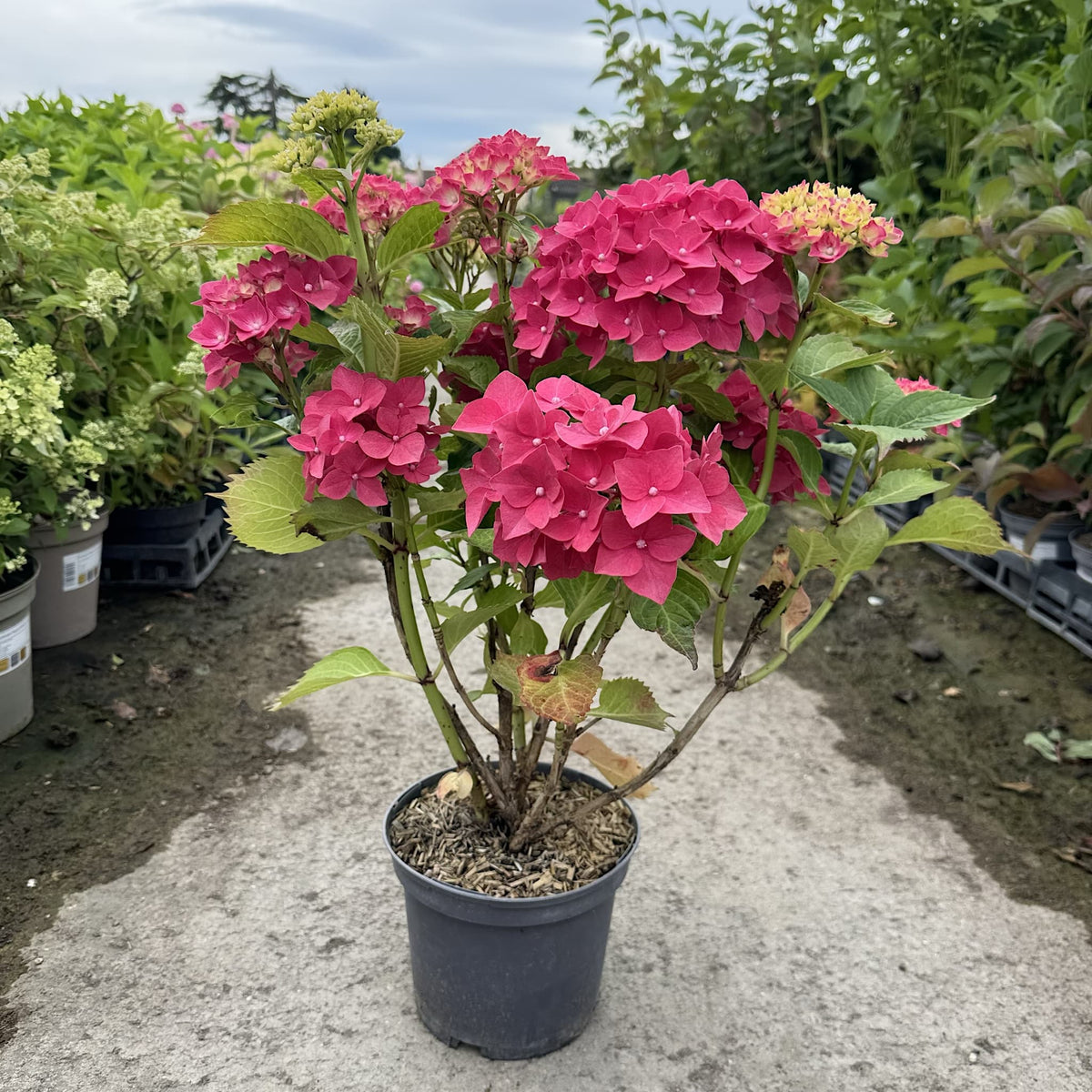 Hydrangea macr. 'Masja'