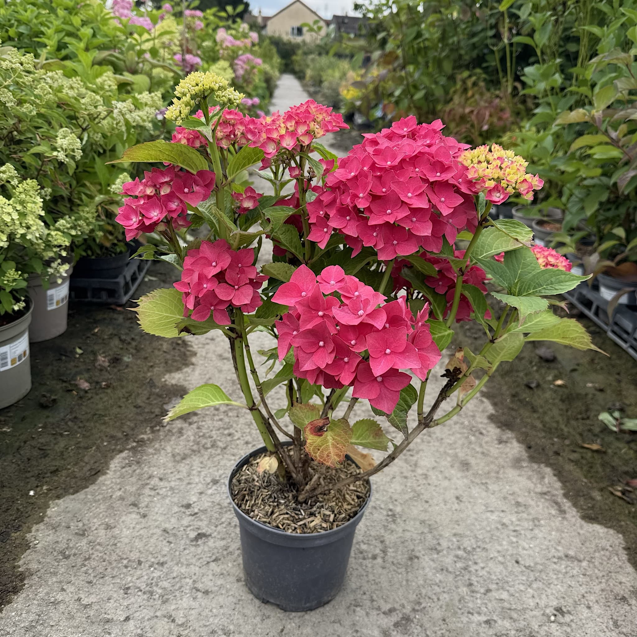 Hydrangea macr. 'Masja'