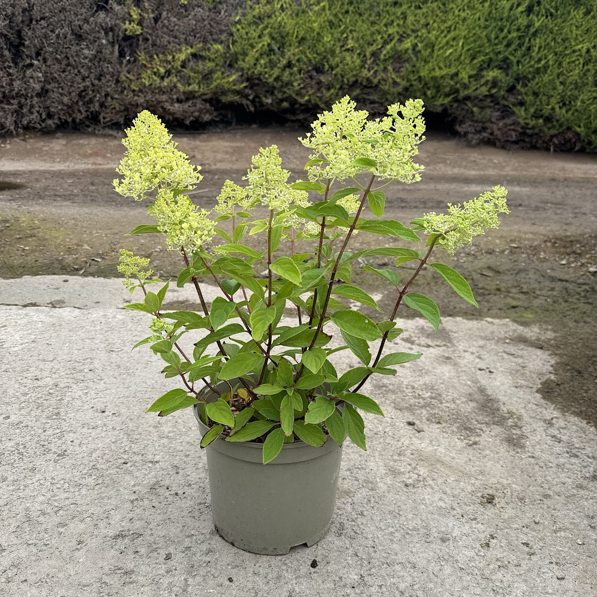 Hydrangea ‘Magical Summer’