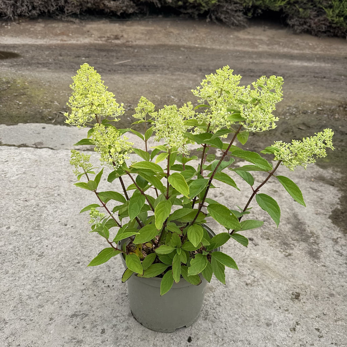 Hydrangea ‘Magical Summer’