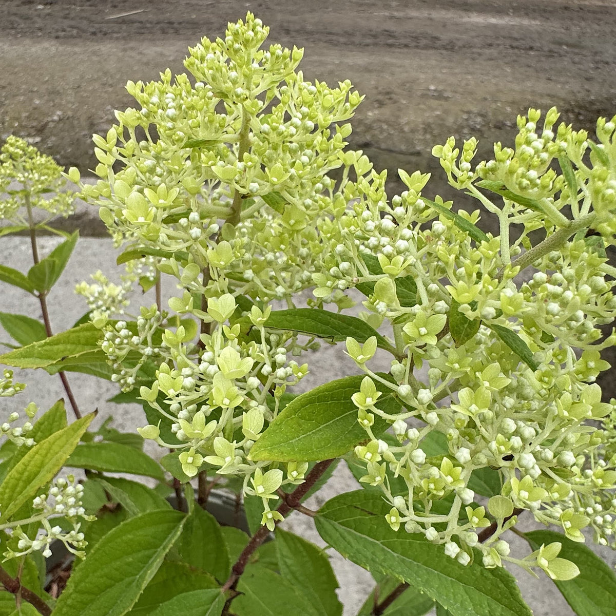 Hydrangea ‘Magical Summer’