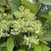 Hydrangea ‘Magical Summer’