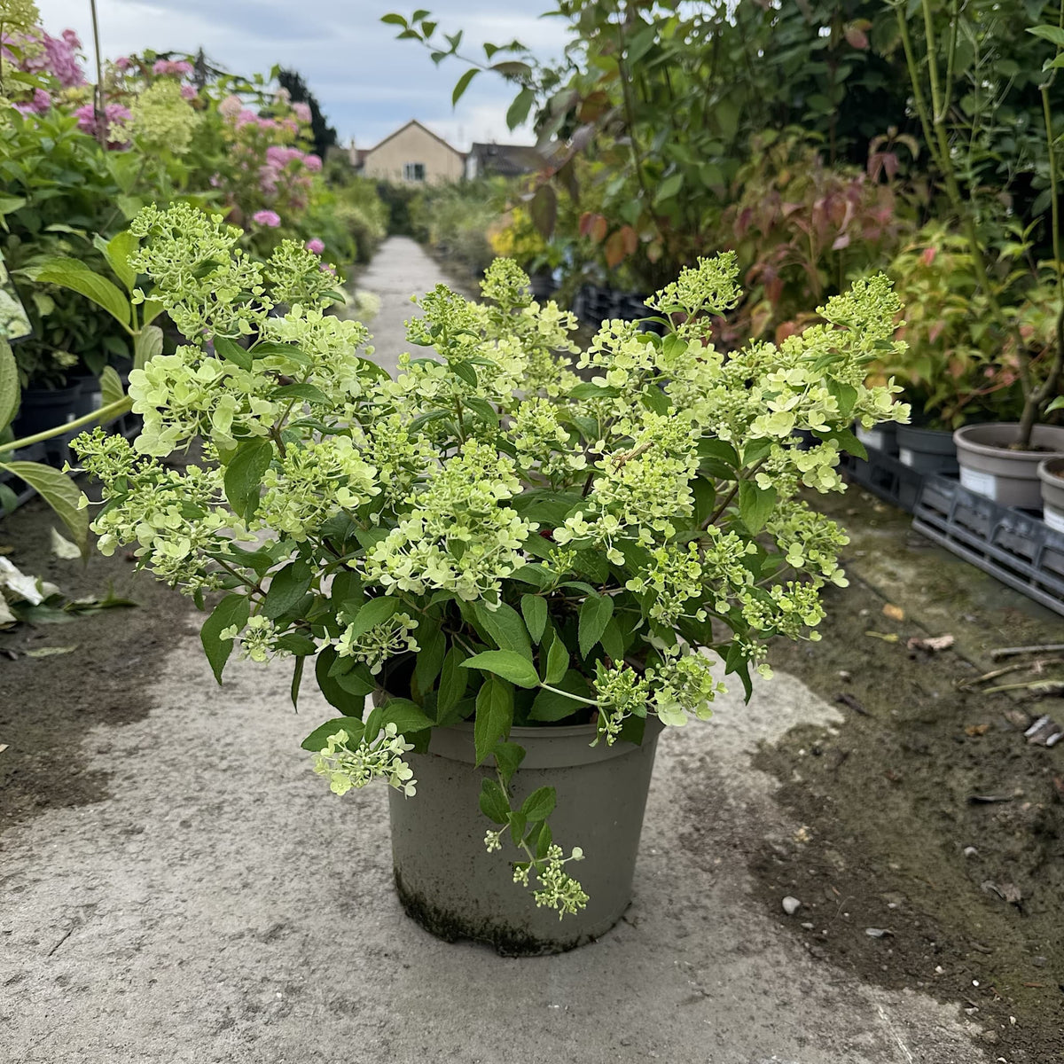 Hydrangea ‘Magical Matterhorn’