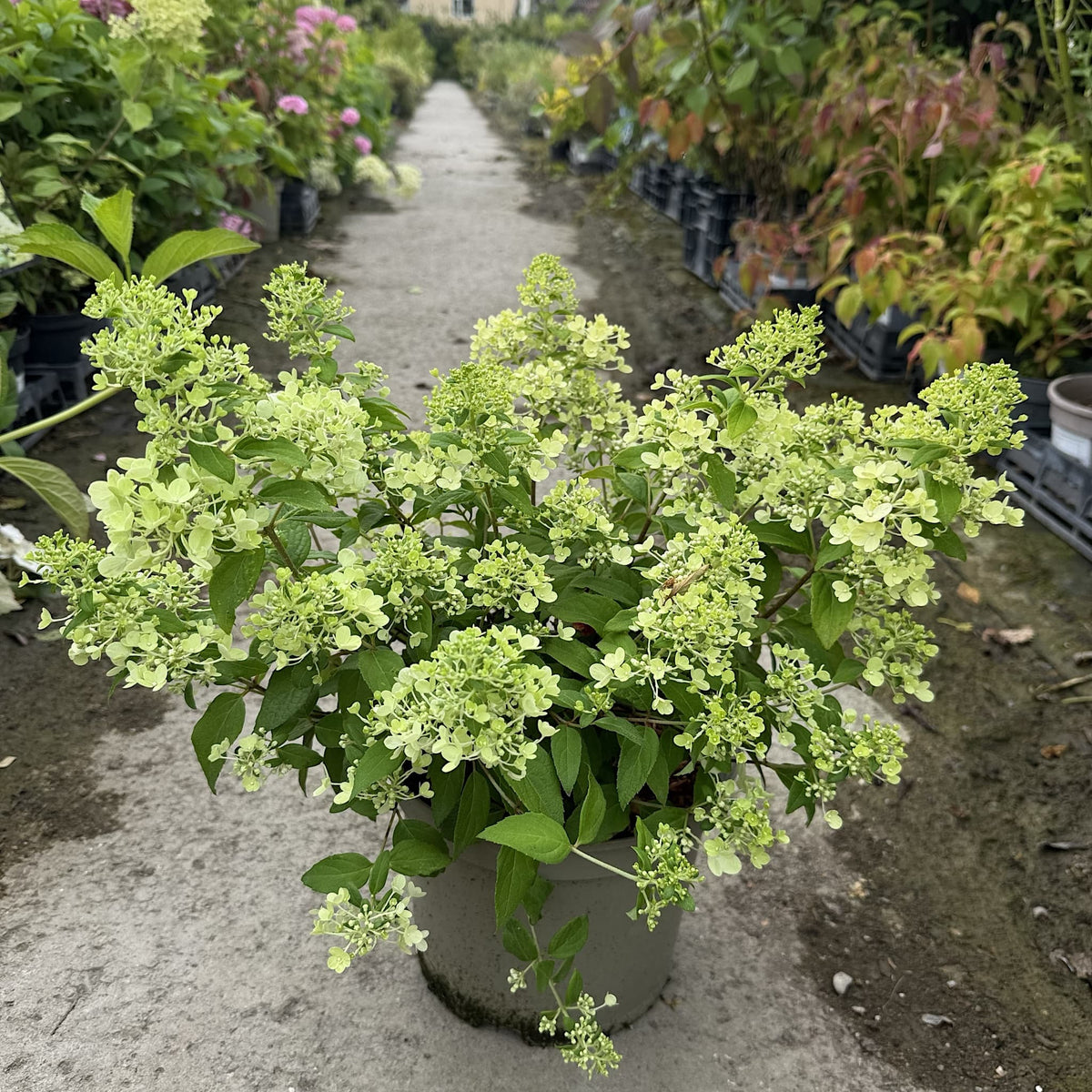 Hydrangea ‘Magical Matterhorn’