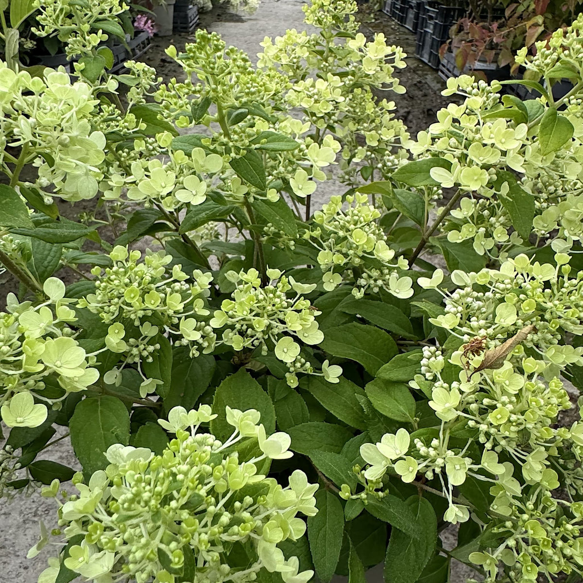 Hydrangea ‘Magical Matterhorn’