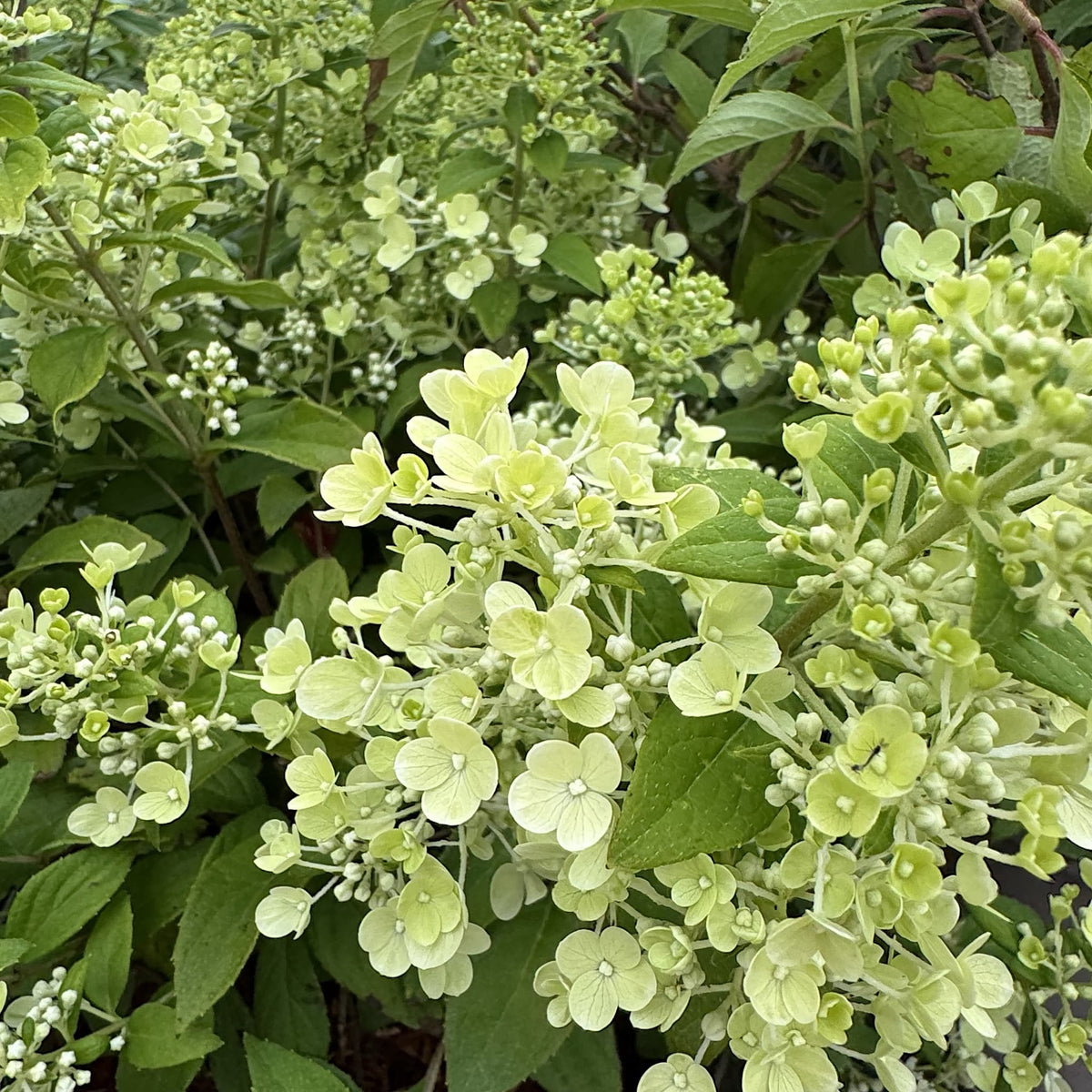 Hydrangea ‘Magical Matterhorn’