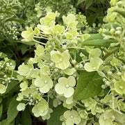 Hydrangea ‘Magical Matterhorn’