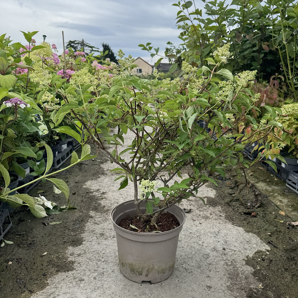 Hydrangea ‘Magical Lime Sparkle’