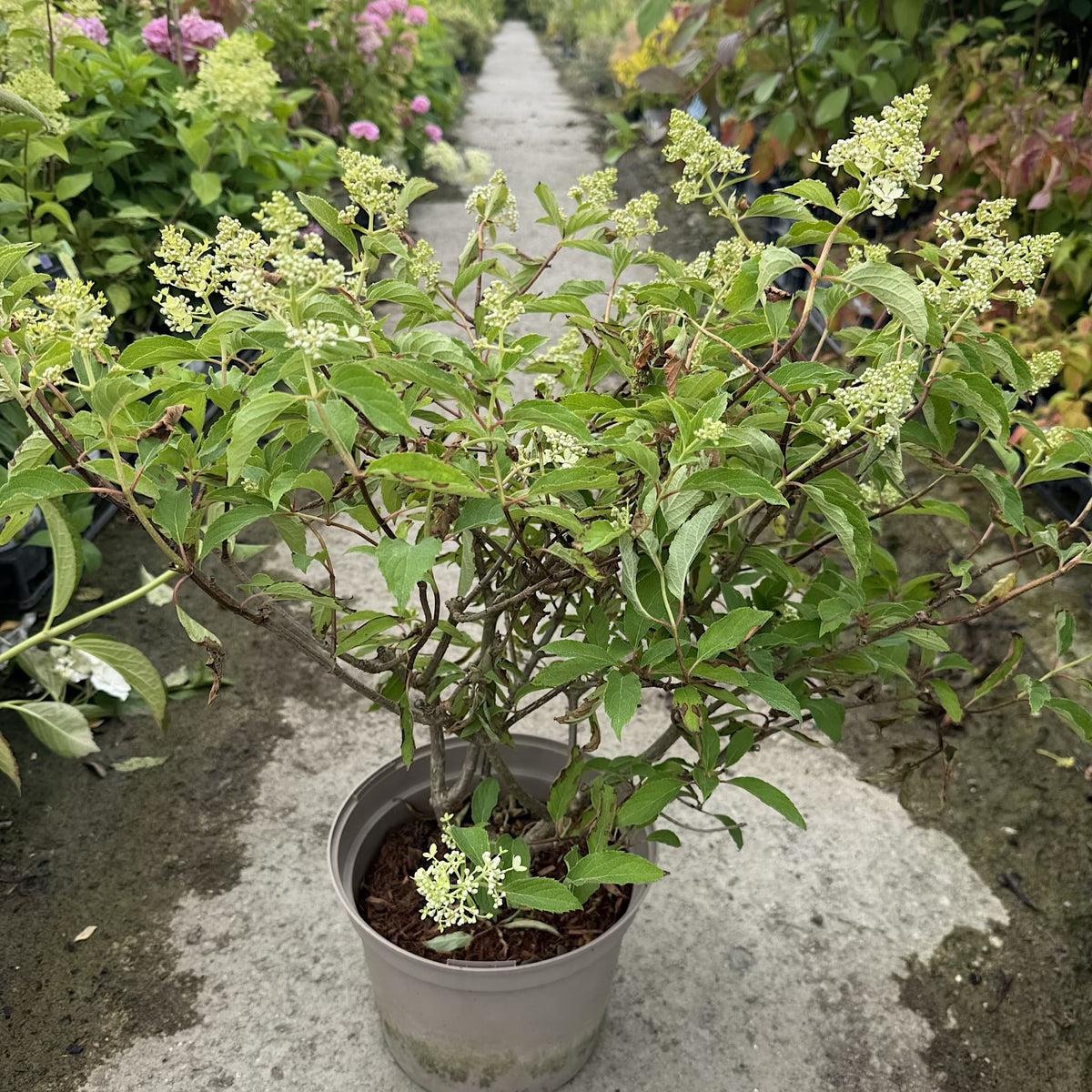 Hydrangea ‘Magical Lime Sparkle’