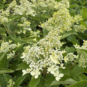 Hydrangea ‘Magical Lime Sparkle’