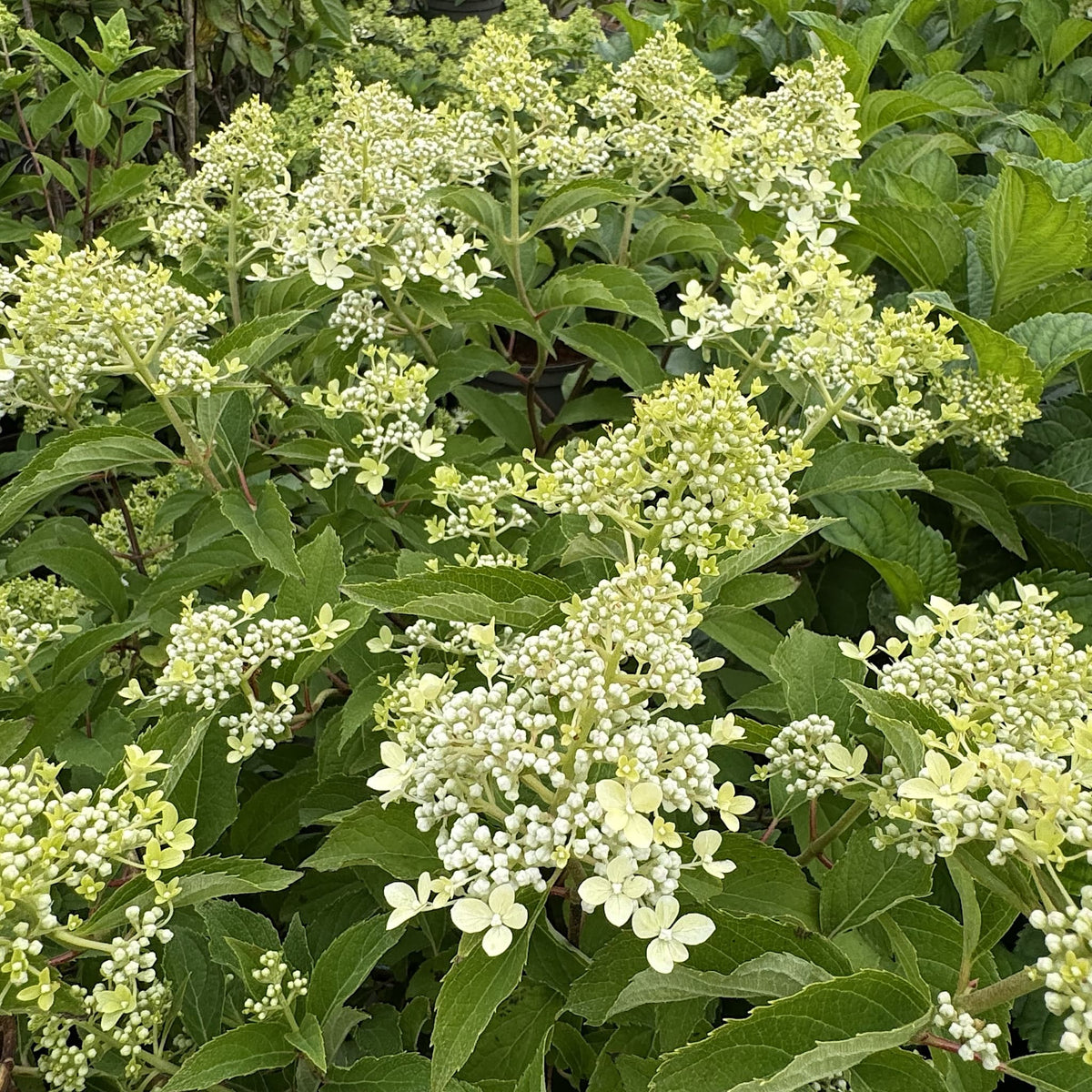 Hydrangea ‘Magical Lime Sparkle’